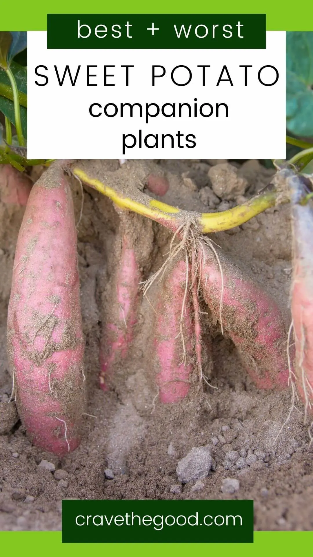 Best and worst sweet potato companion plants pinterest graphic.