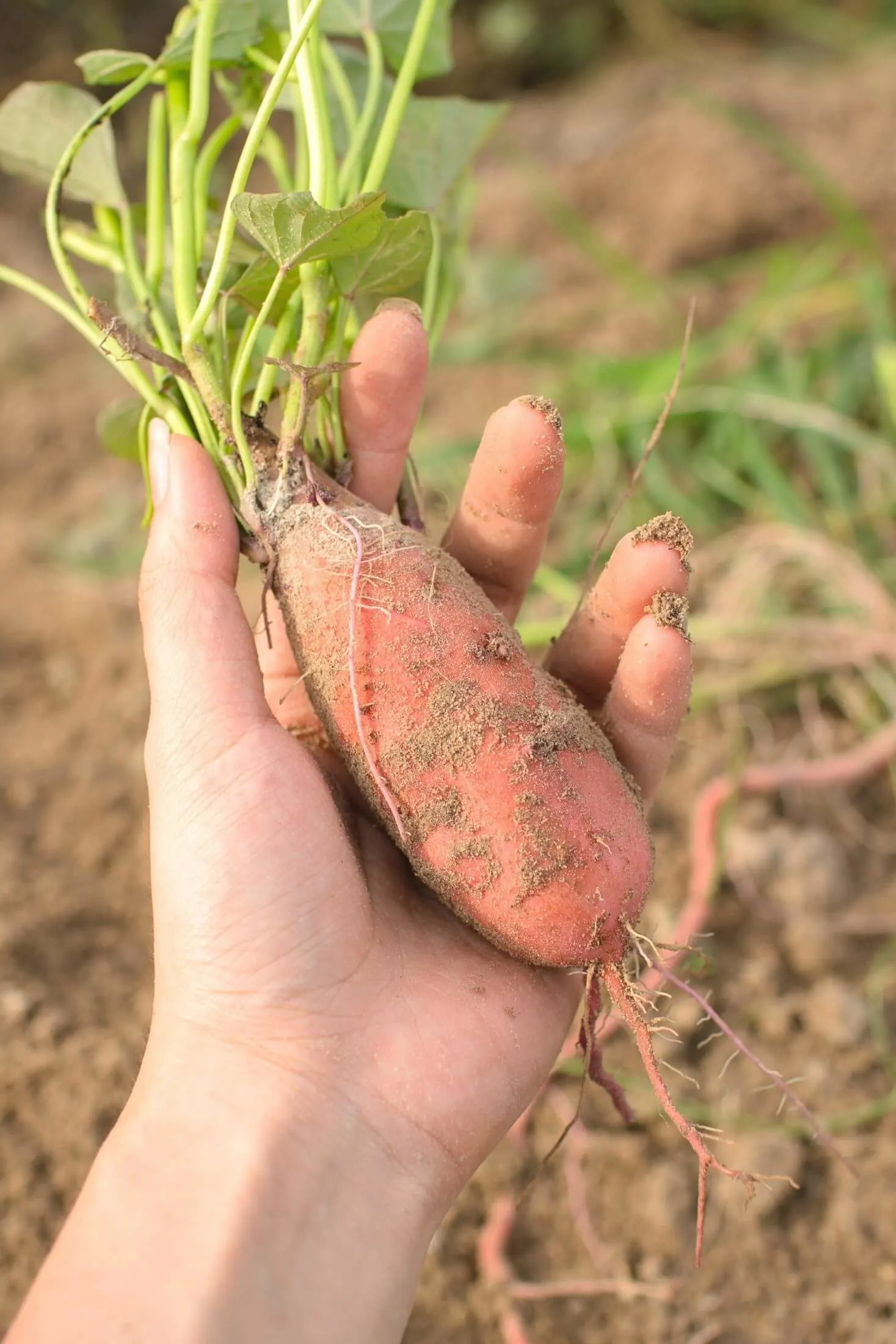 Holding a sweet potato.