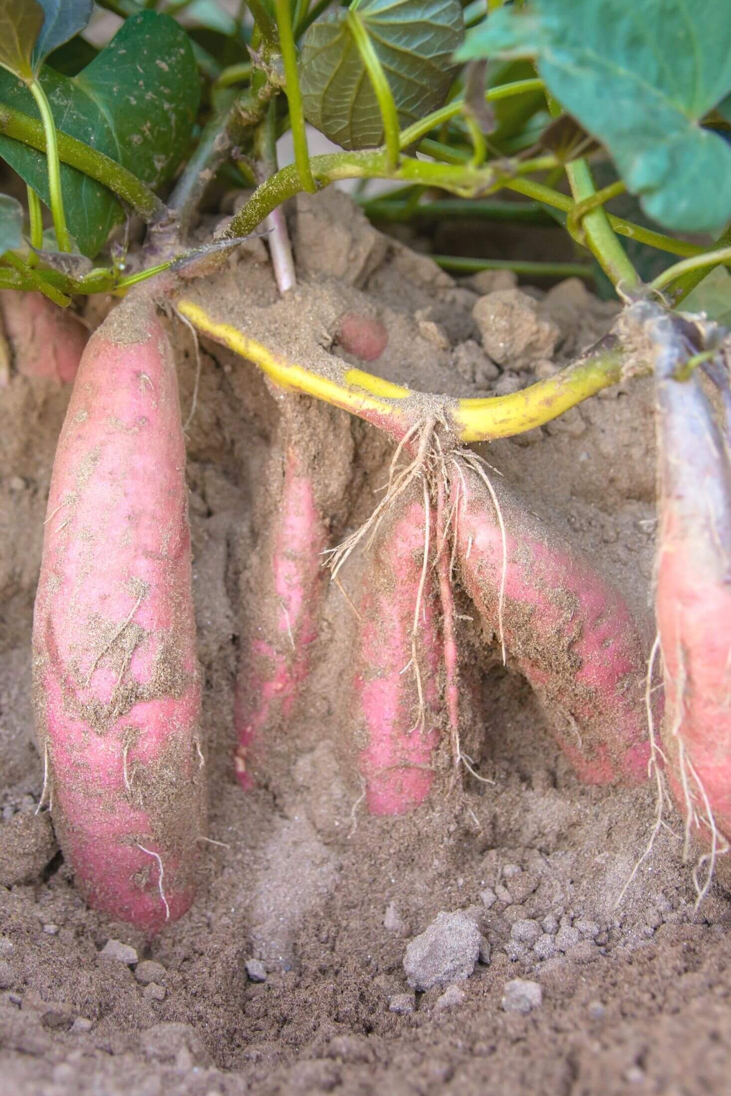 Sweet potato plant. 