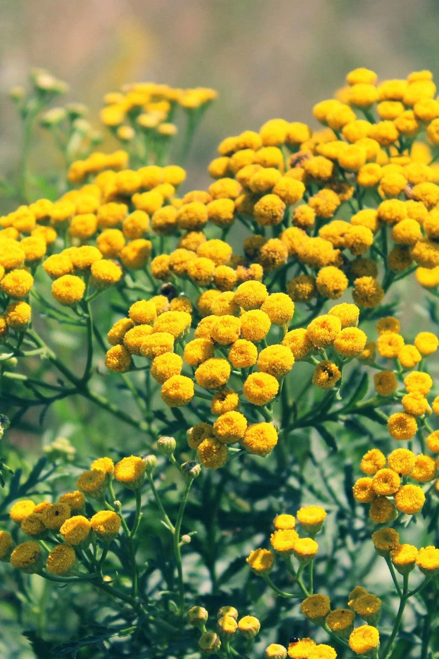 Tansy flowers. 
