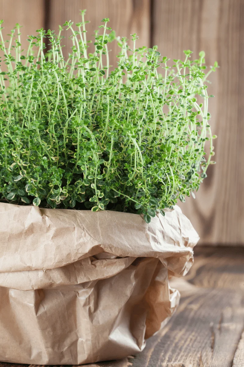 Thyme plant in a pot.
