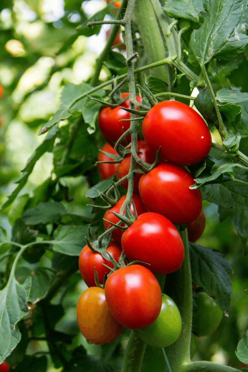 Tomato vine.