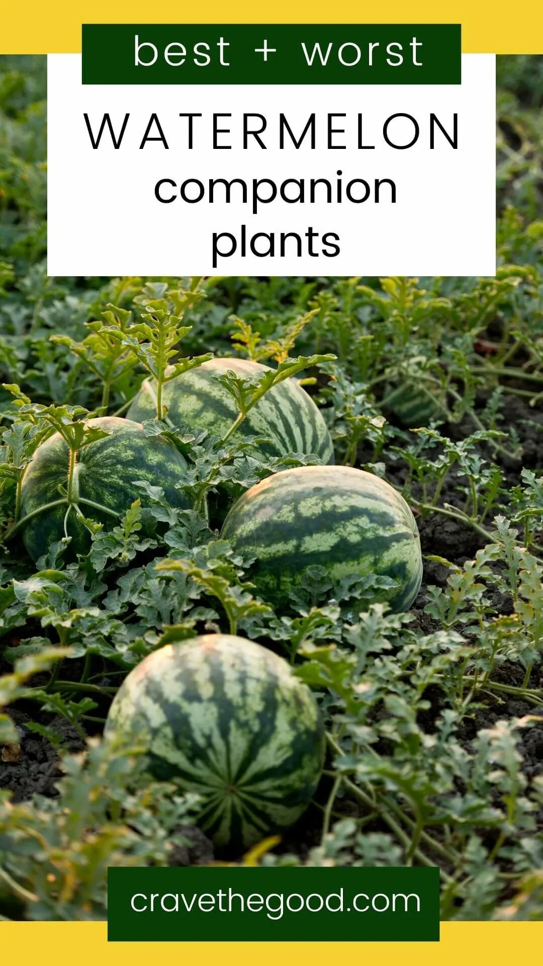 Best and worst watermelon companion plants pinterest graphic.