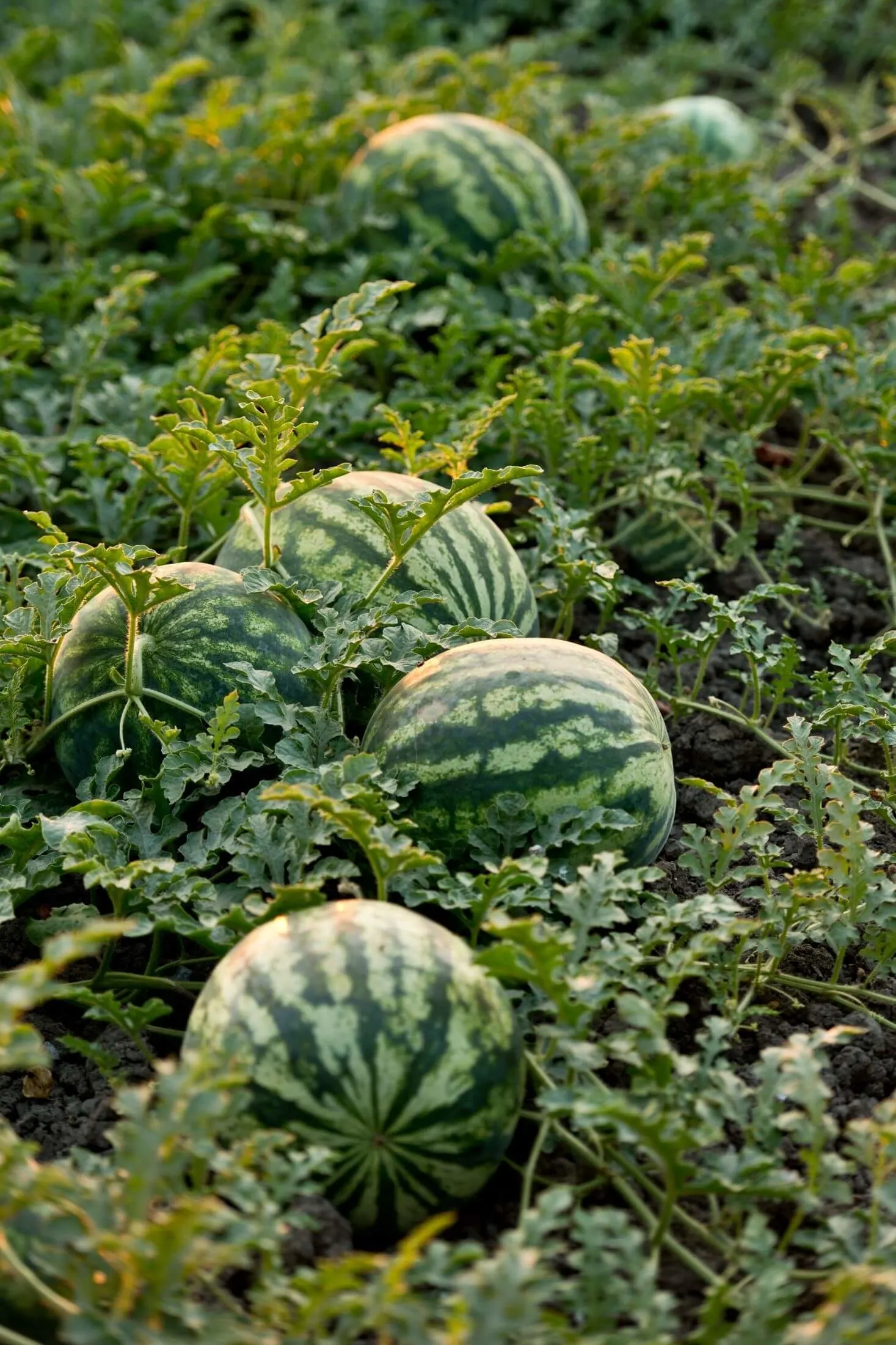 Watermelon plant.