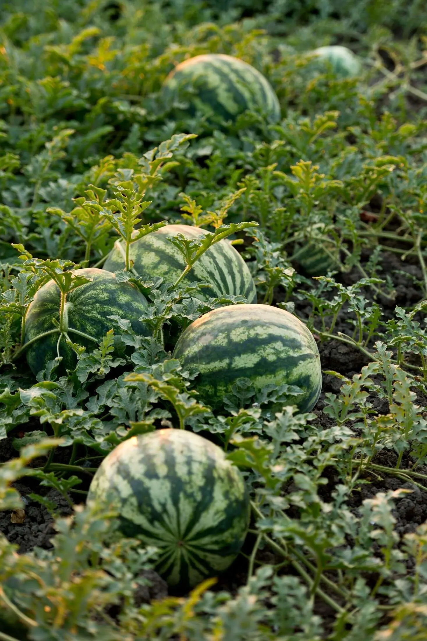 Image of Lettuce companion plant for watermelon and cantaloupe