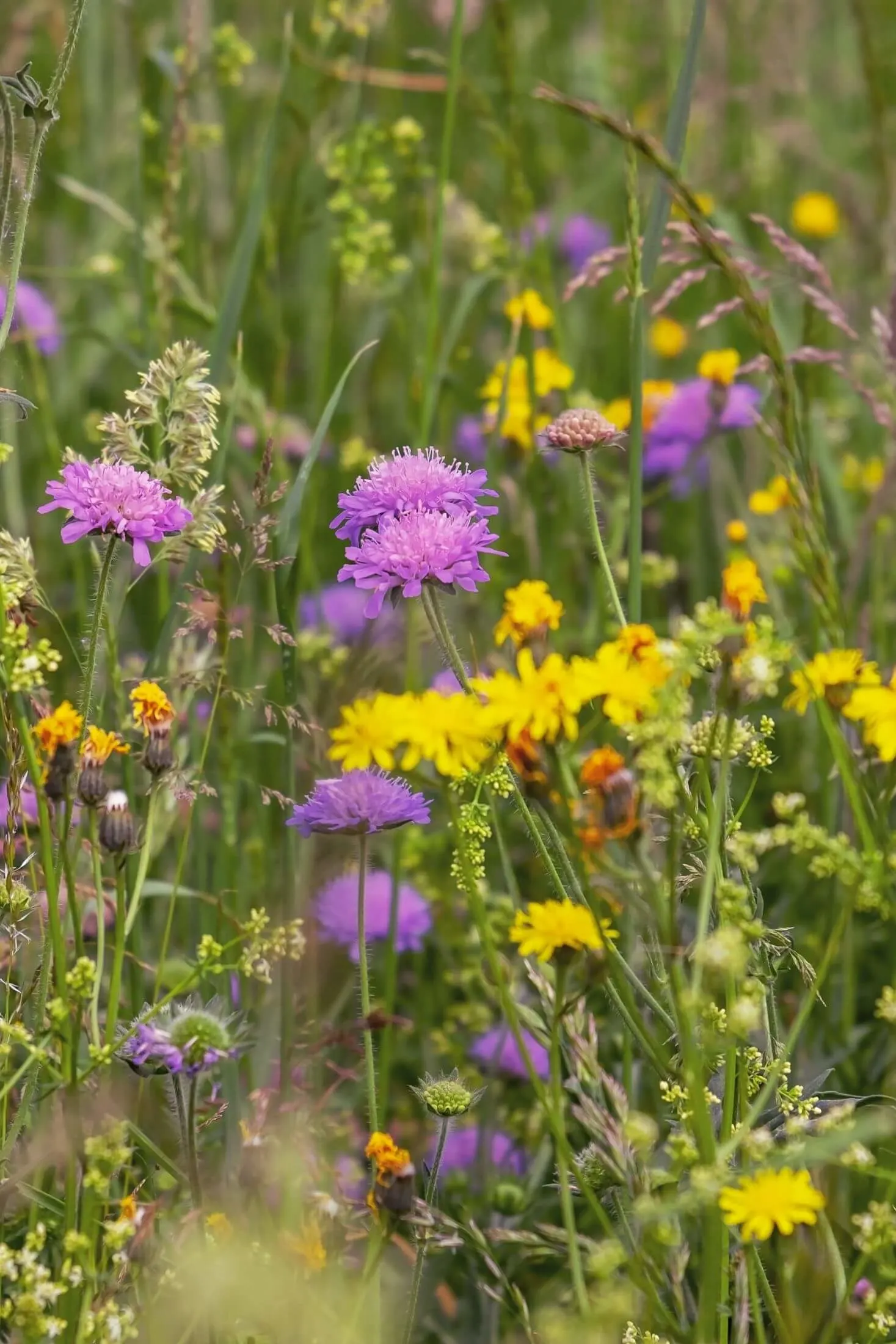 Wild flowers.