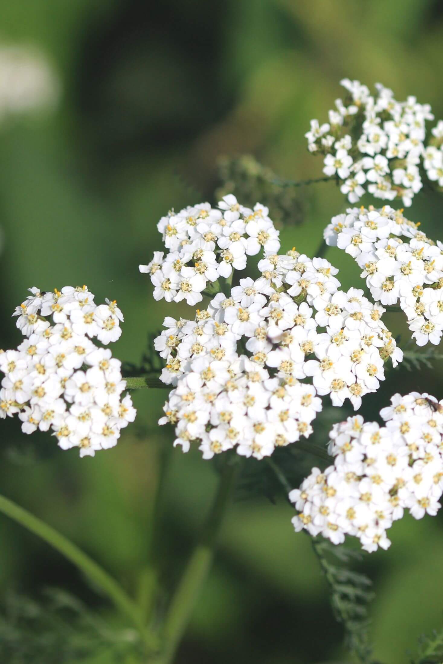 Yarrow plant.