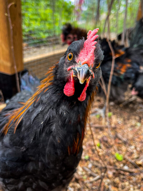 Black copper marans rooster looking inquisitive.