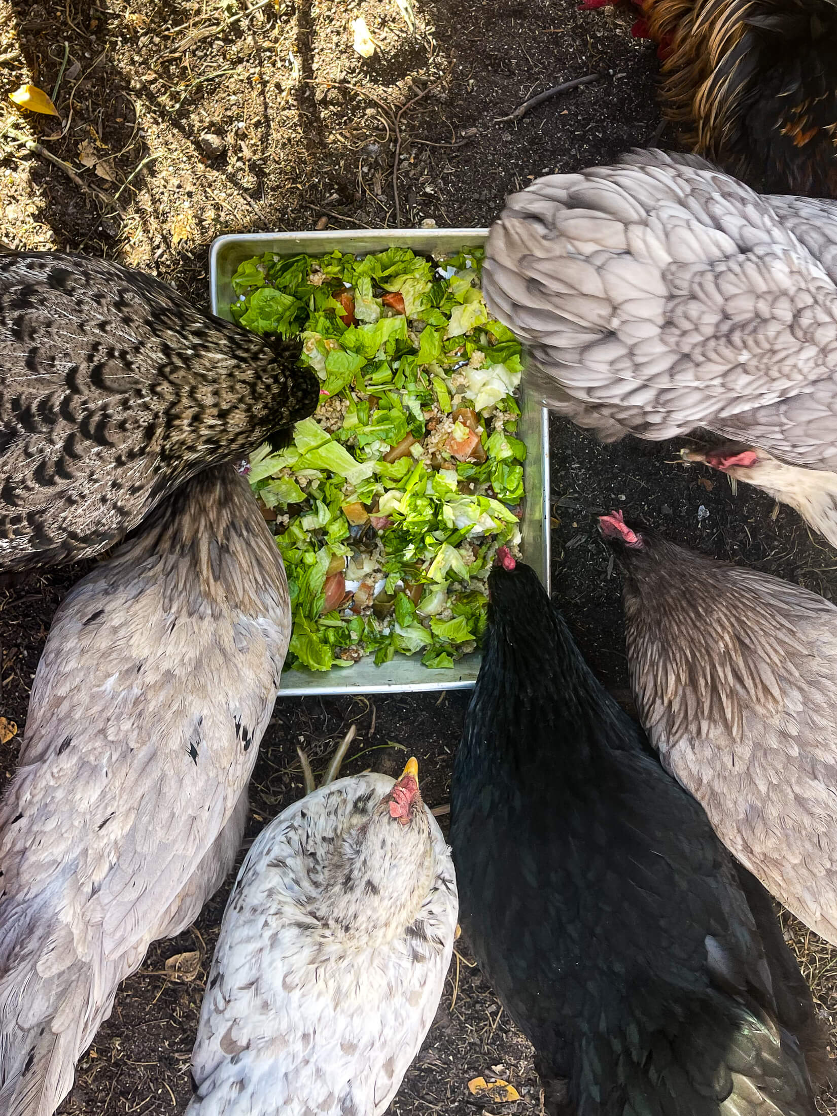 Chickens eating fresh greens. 