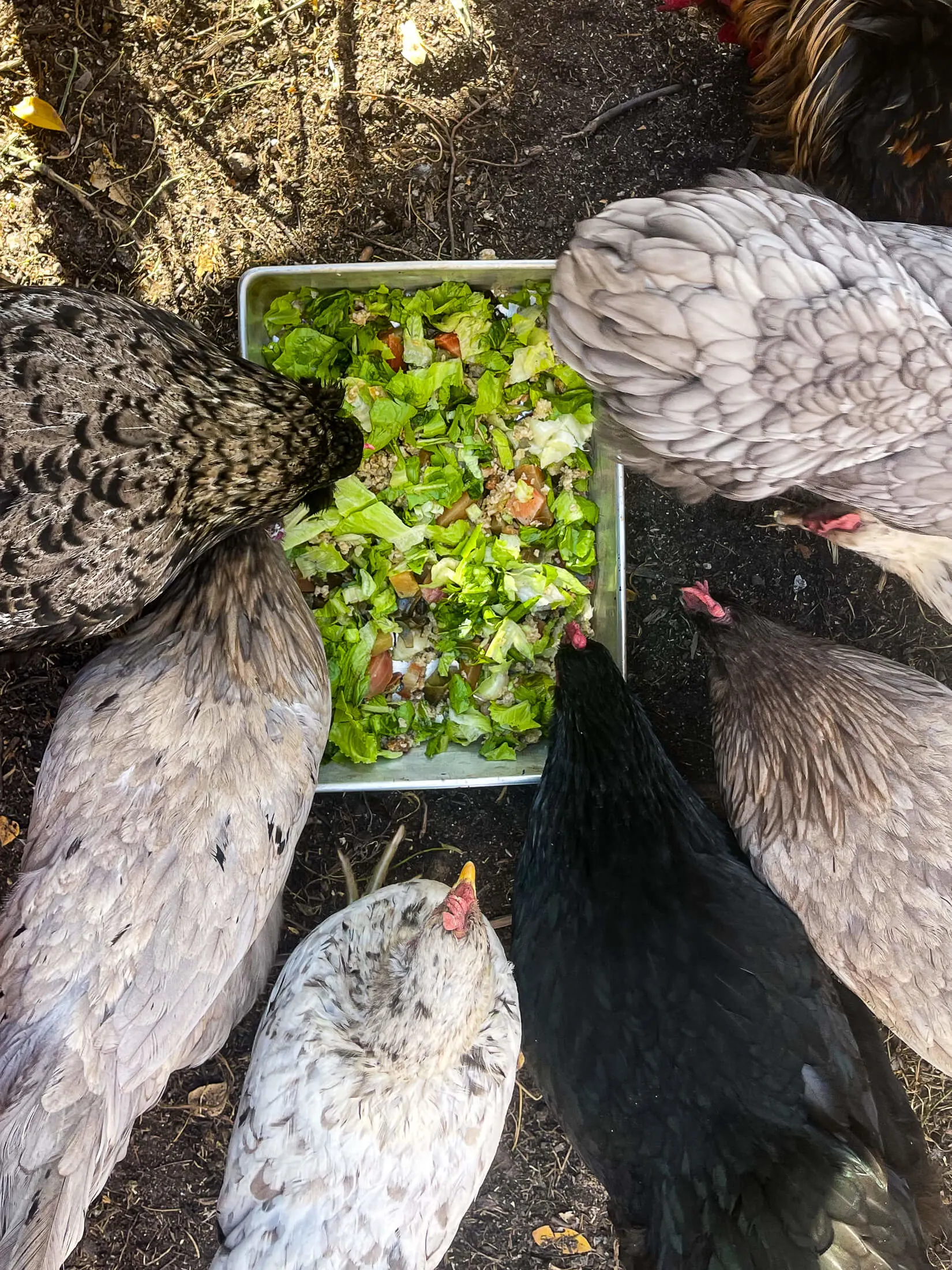 Chickens eating fresh greens.