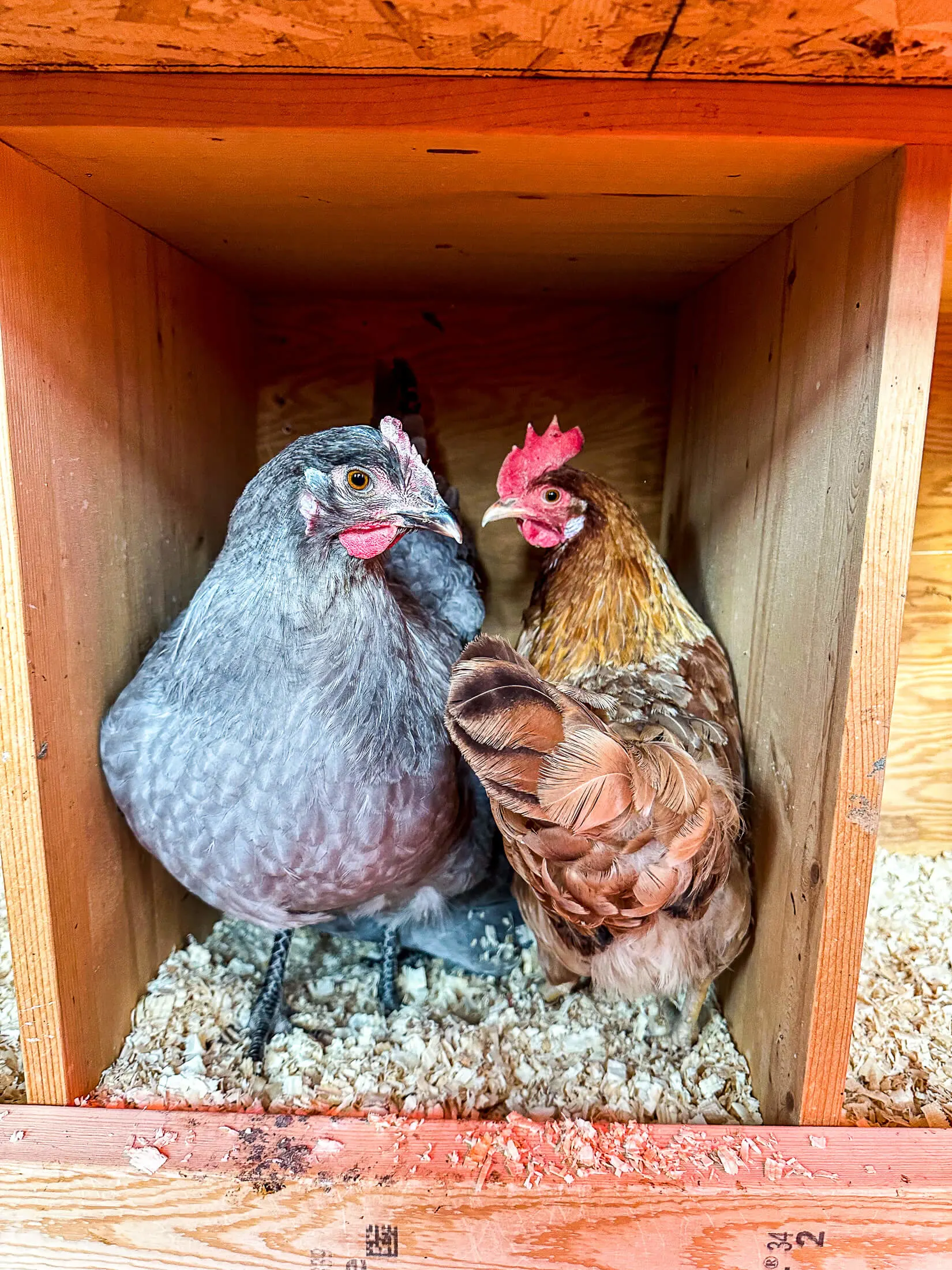 3 hens in one nesting box.