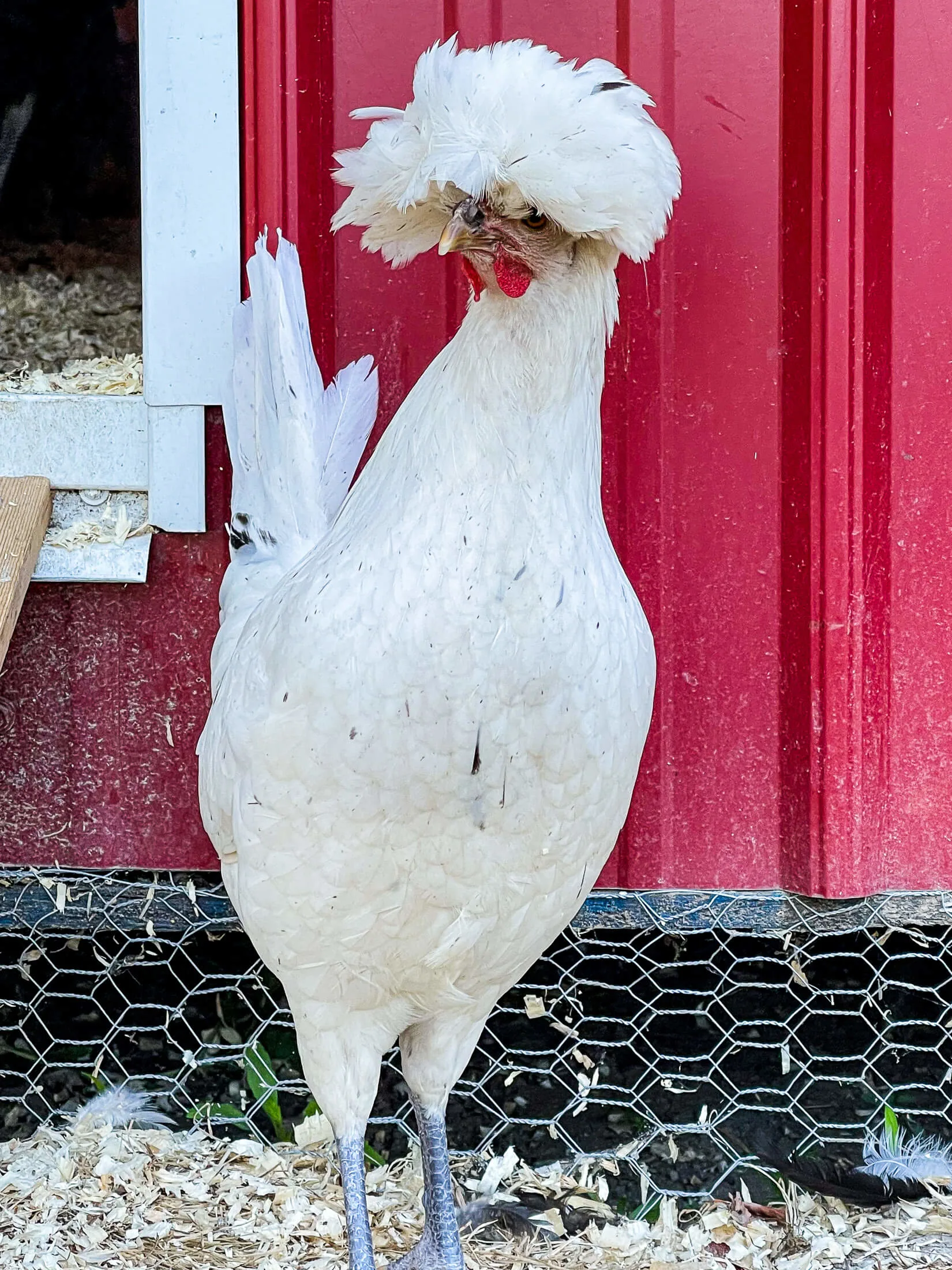 White splash polish hen. 