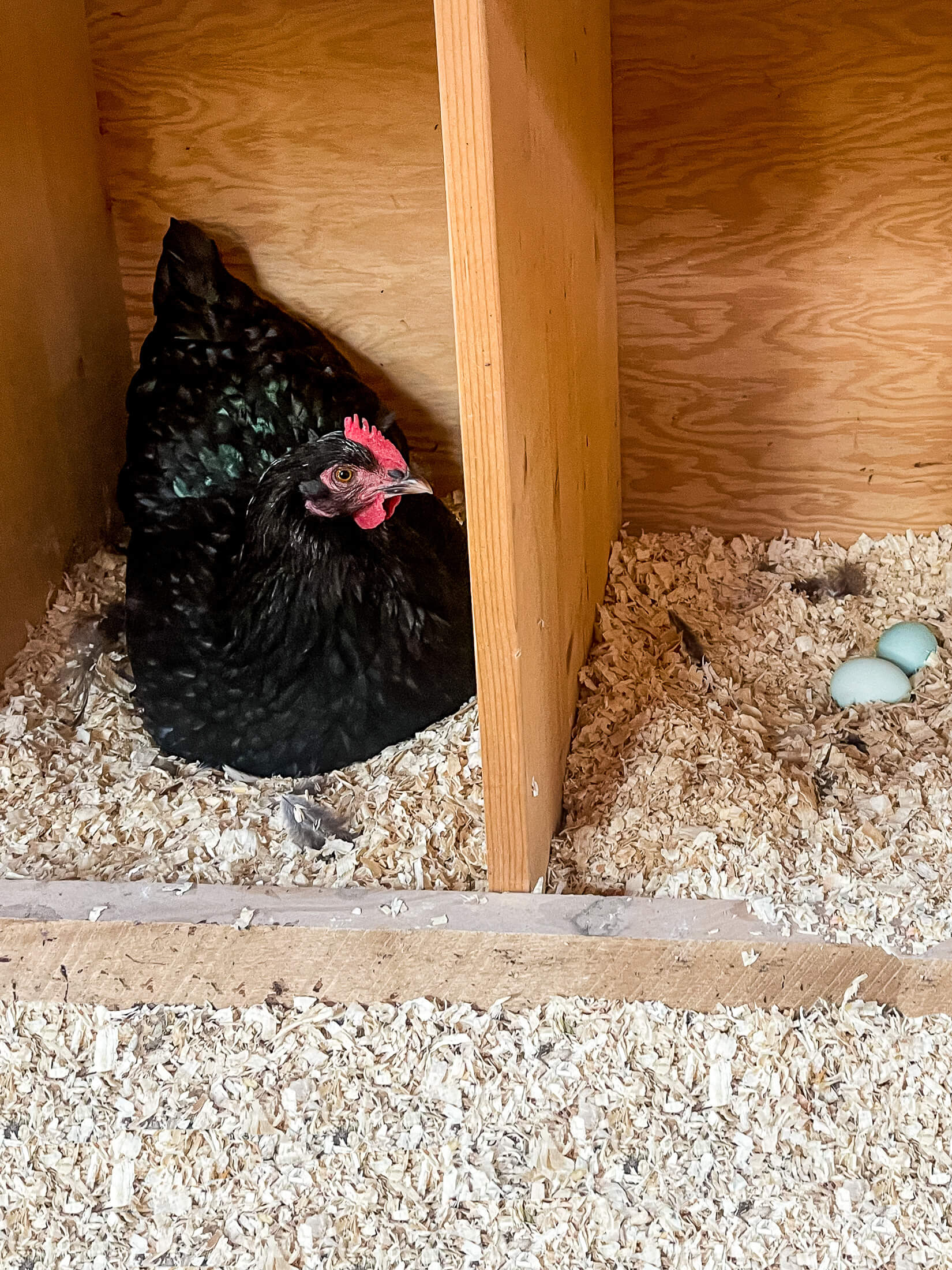 Black chicken in nesting box.