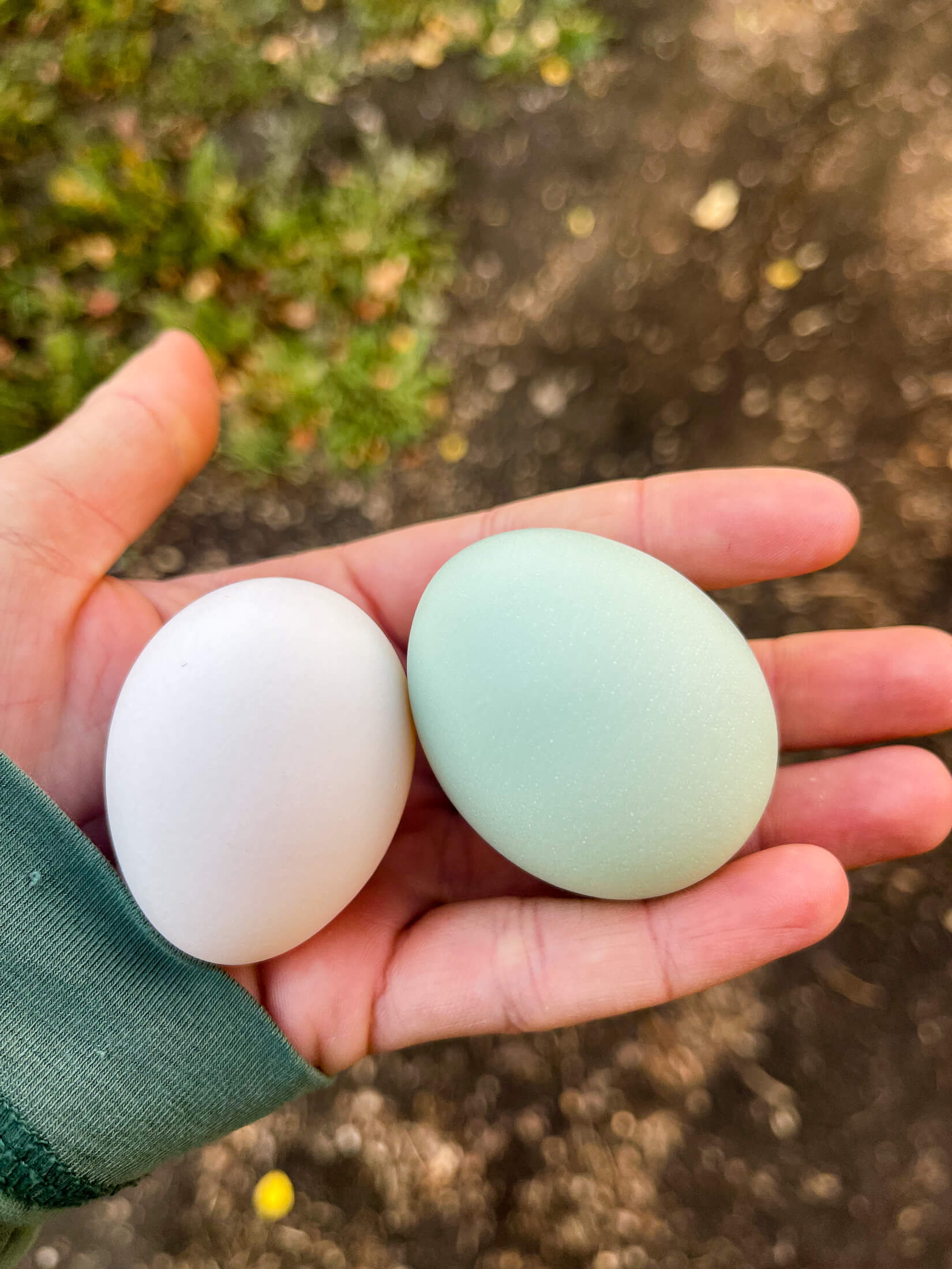 White and green eggs. 

