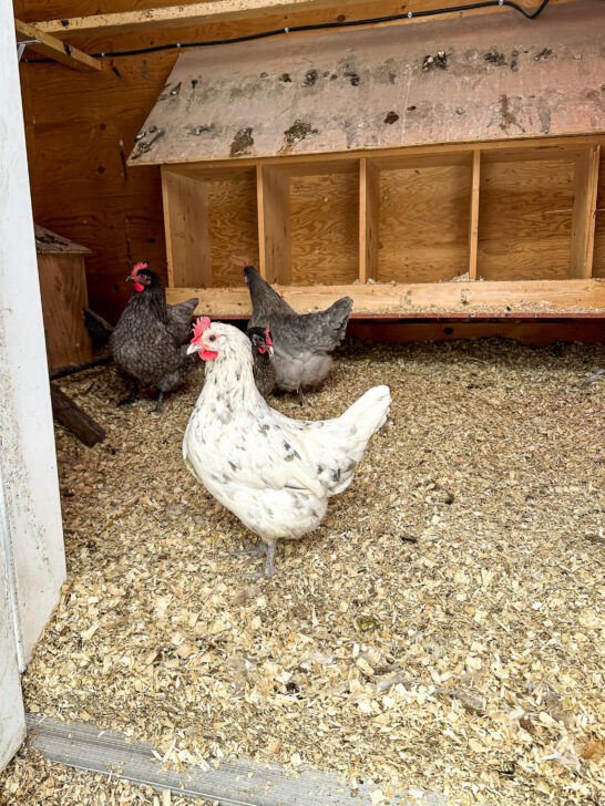 White Isbar chicken standing in coop with deep litter bedding.