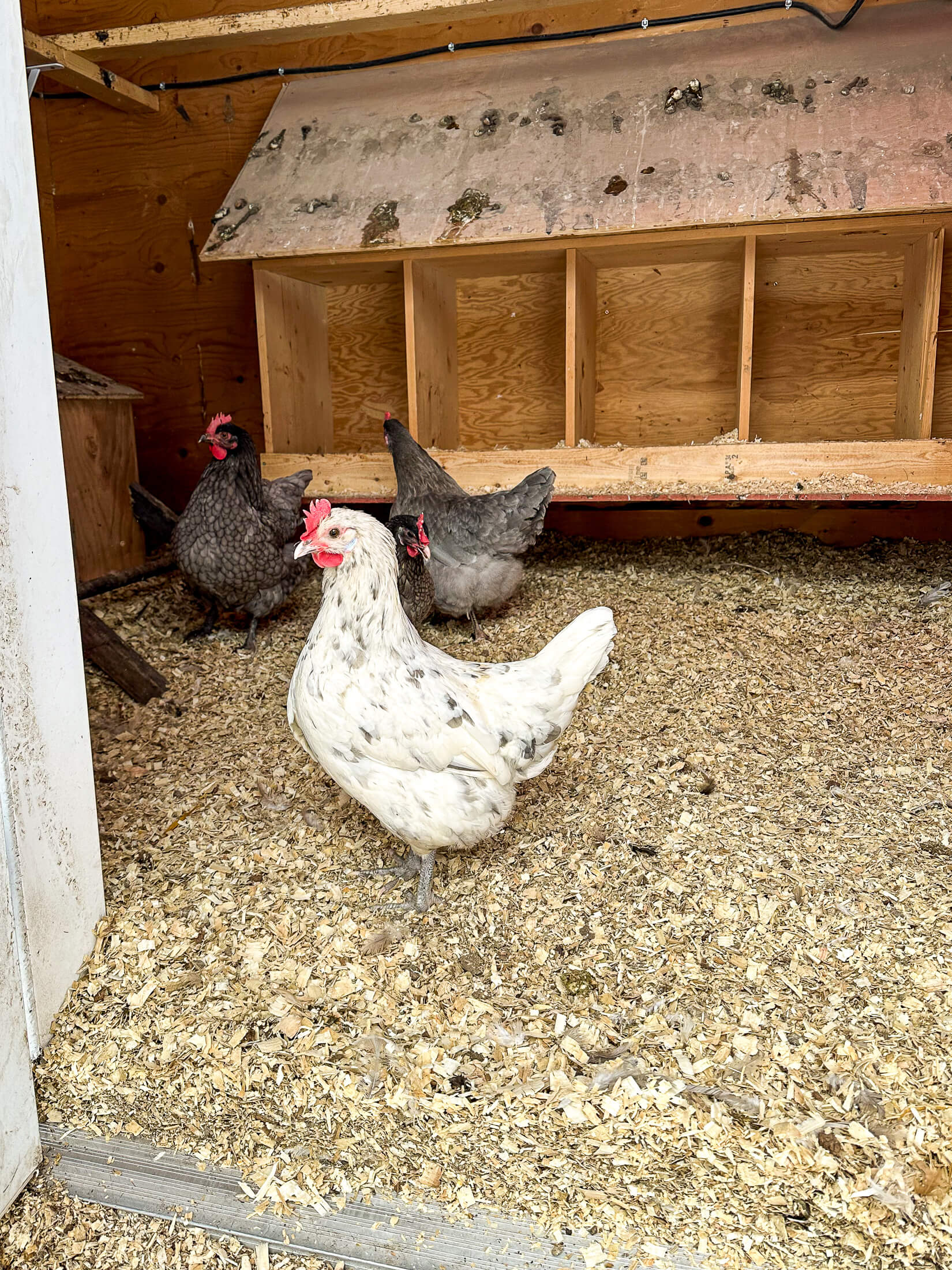 White Isbar chicken standing in coop with deep litter bedding. 