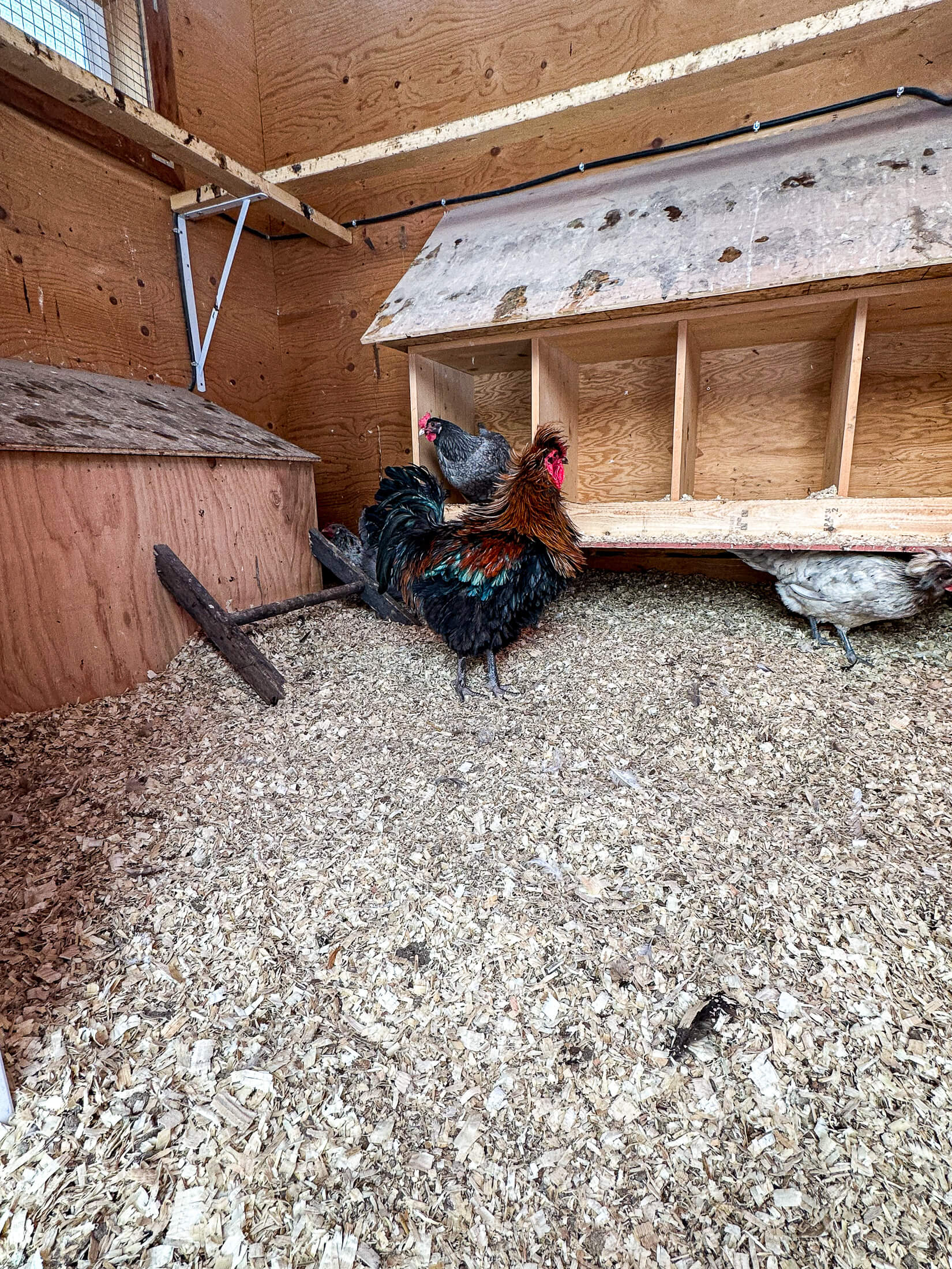 Large rooster in a deep litter coop. 