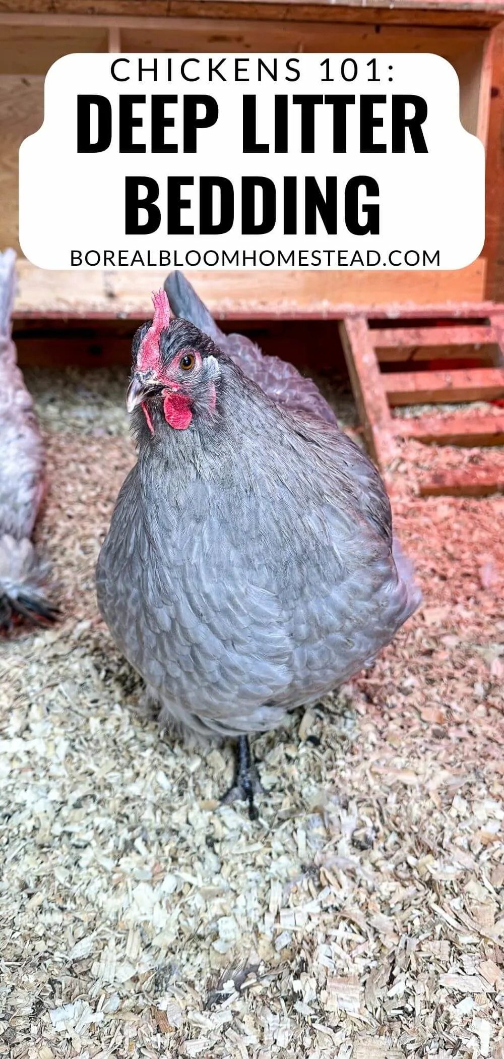 Lavender orpington chicken walking in a coop with text overlay: chickens 101 deep litter bedding. 