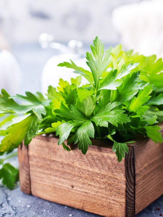 Parsley in a wooden basket.