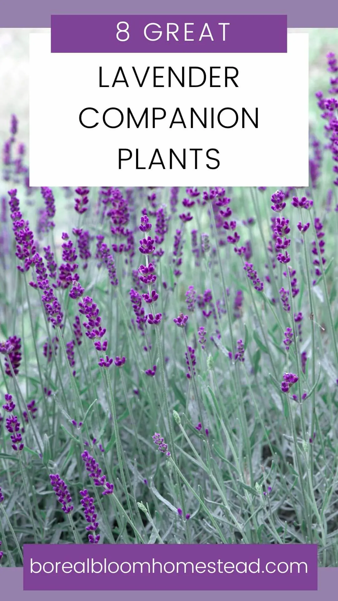 Flowering lavender plants with text overlay : 8 great lavender companion plants. 