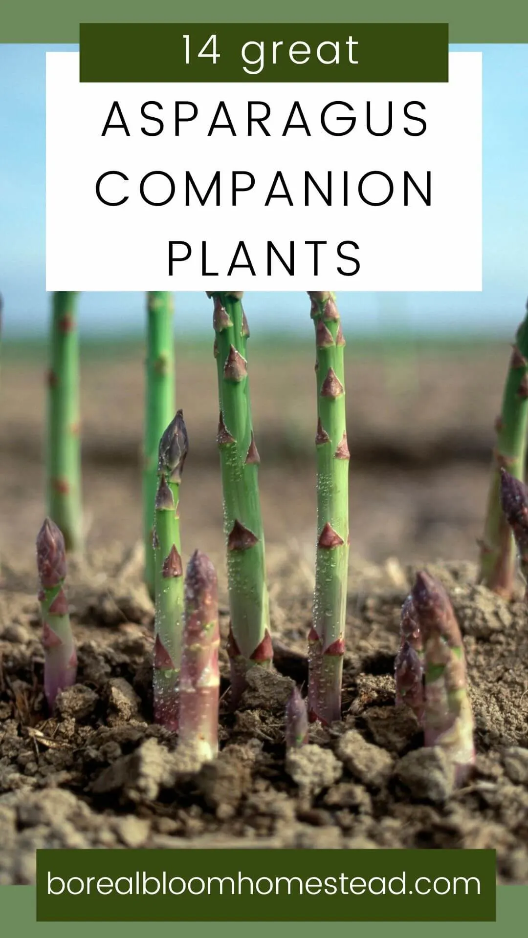 10 great asparagus companion plants pinterest graphics. 