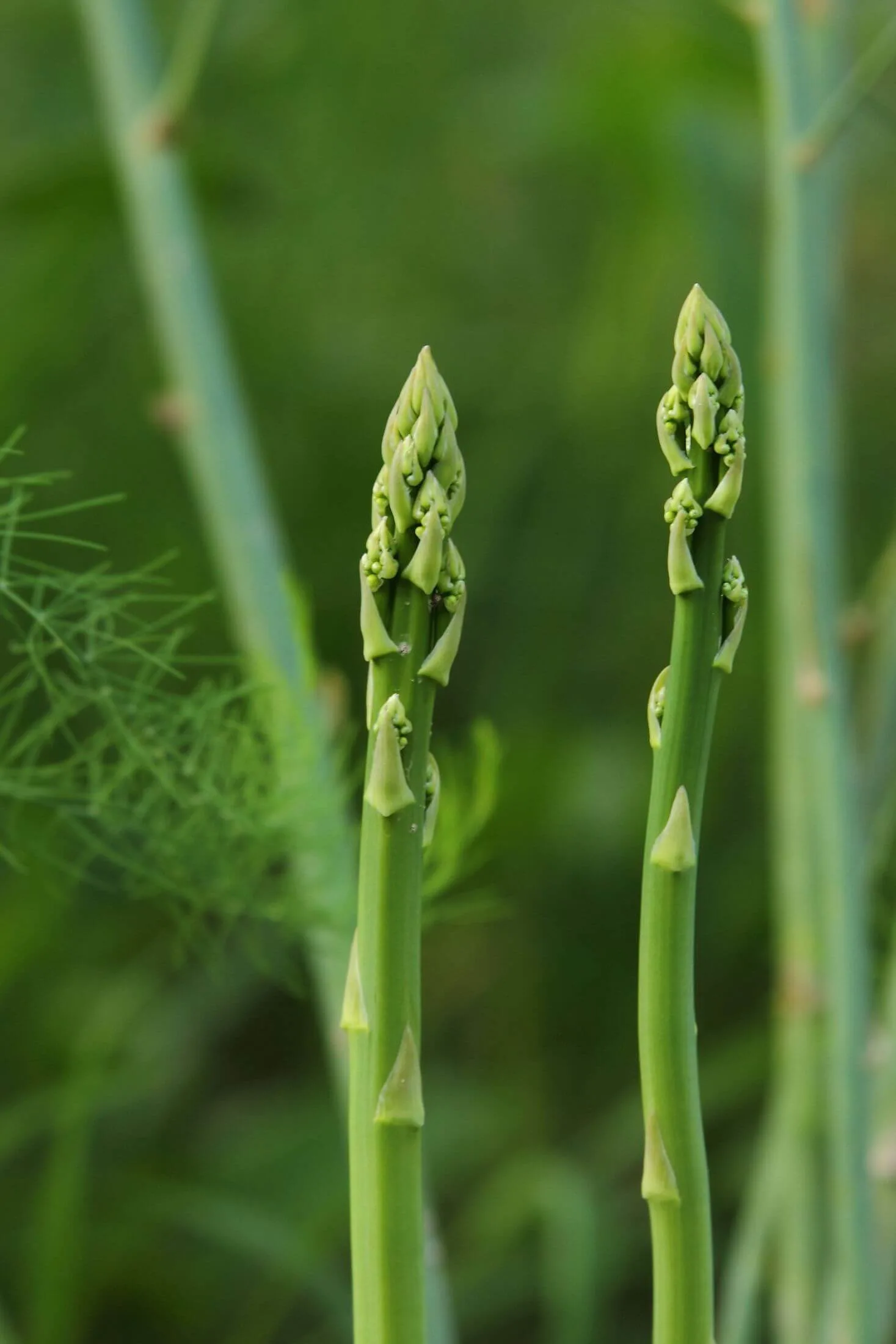 Asparagus plant. 