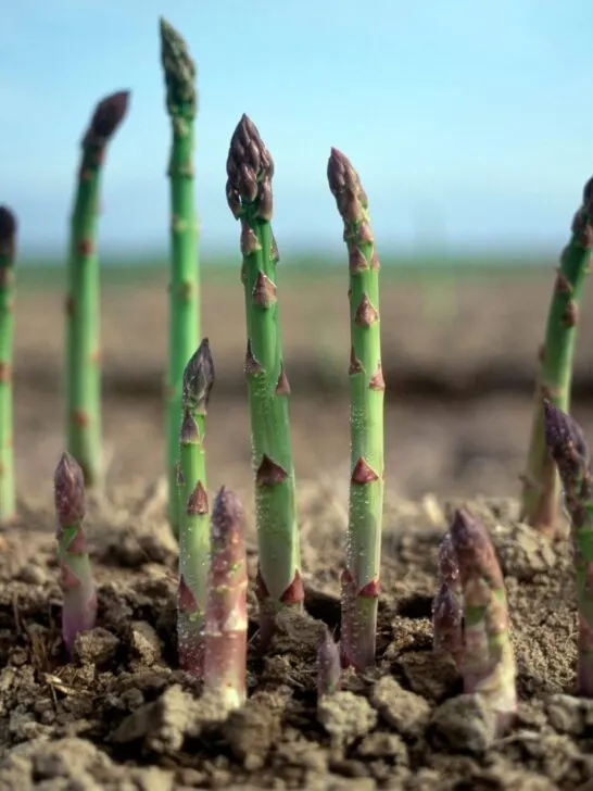 Early season asparagus spears.