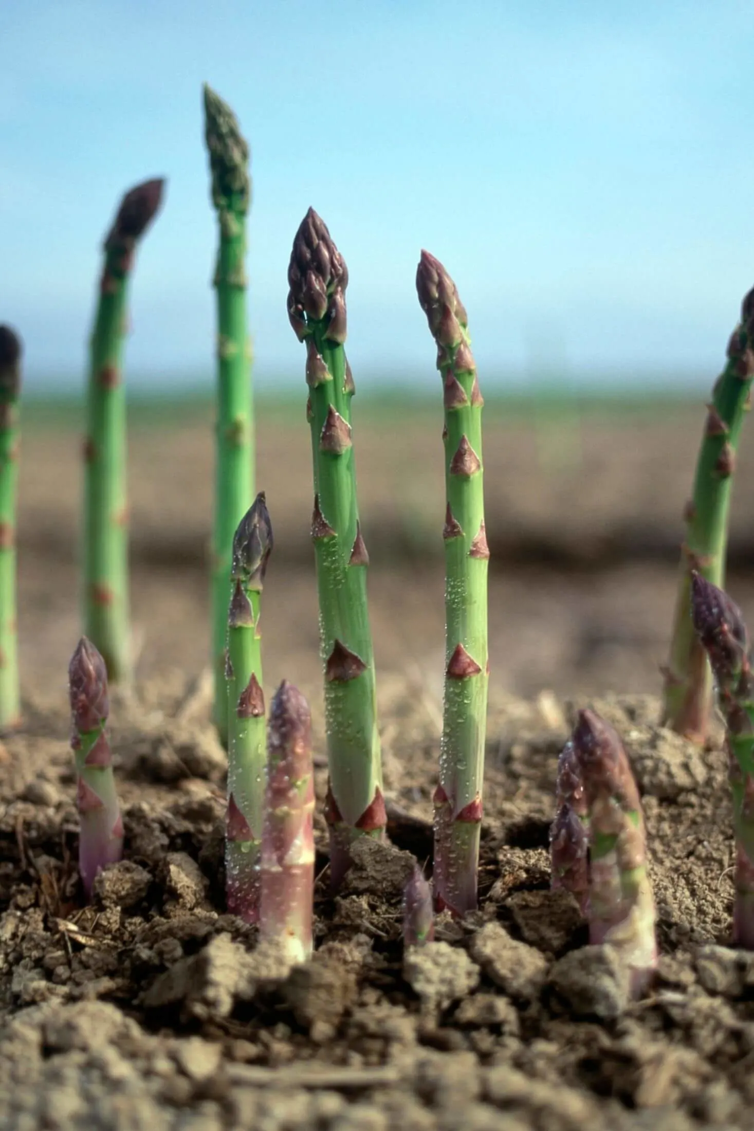 Early season asparagus spears.