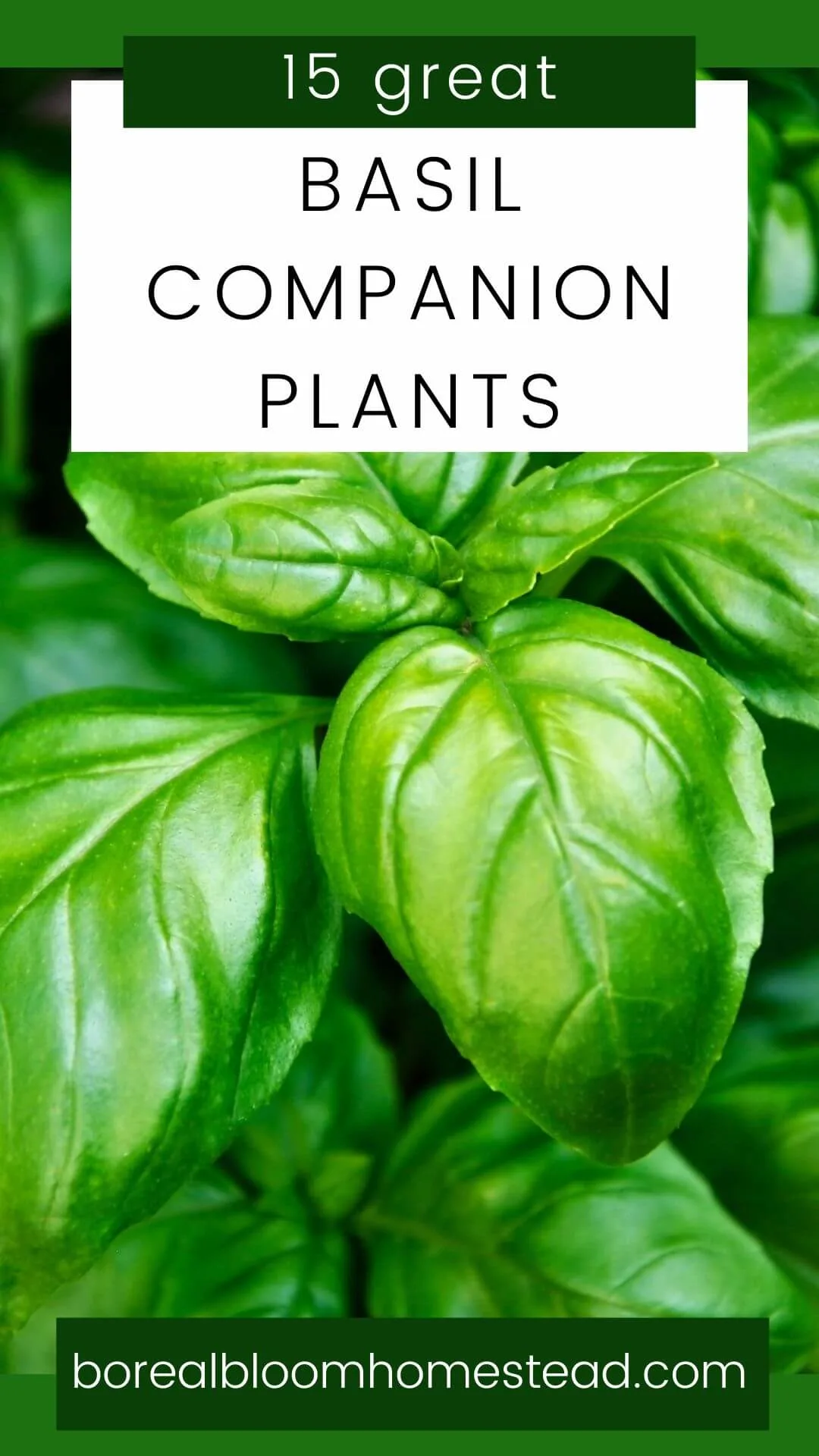 15 great basil companion plants pinterest graphic.