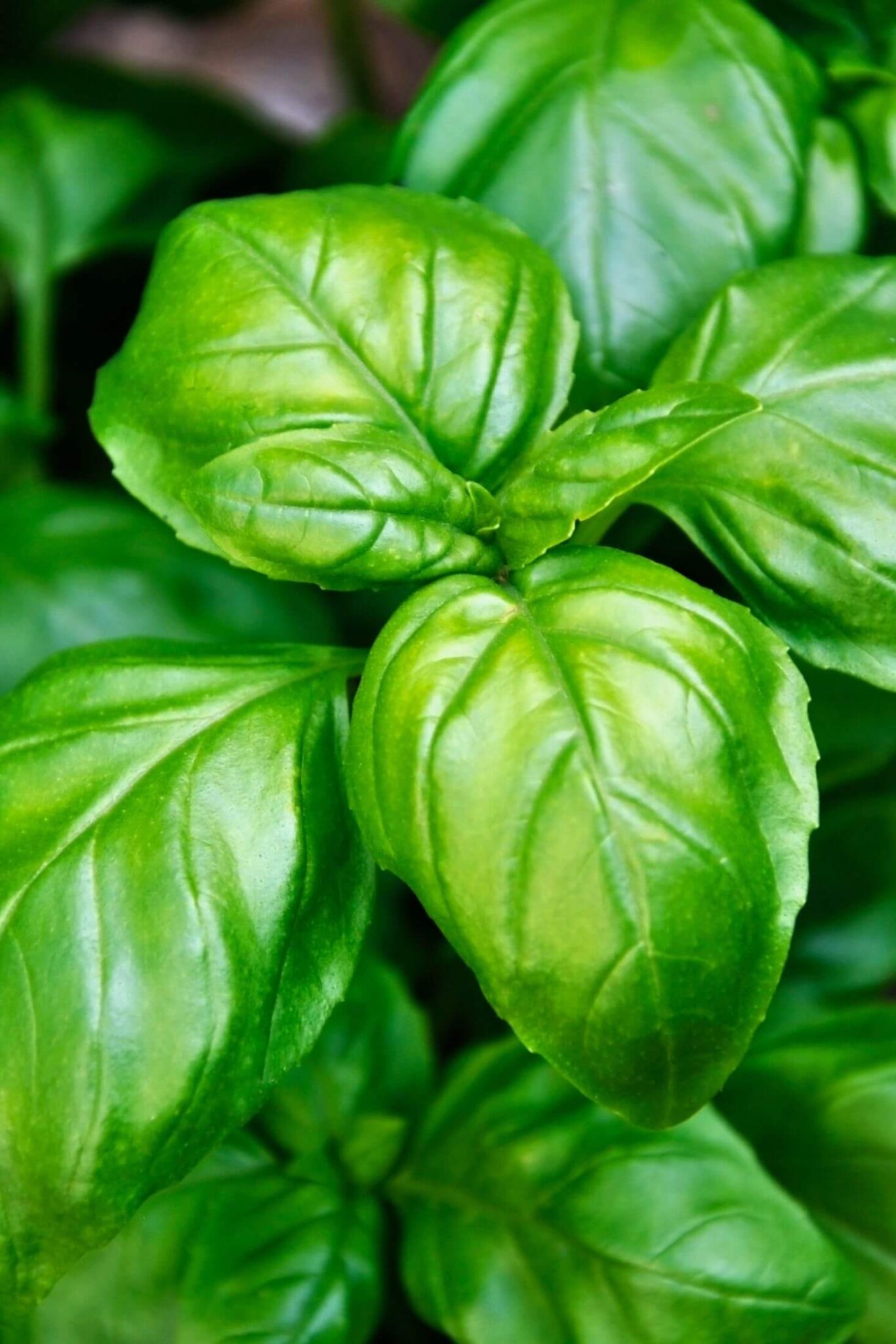 15 Great Basil Companion Plants + 5 To Avoid! | Boreal Bloom Homestead