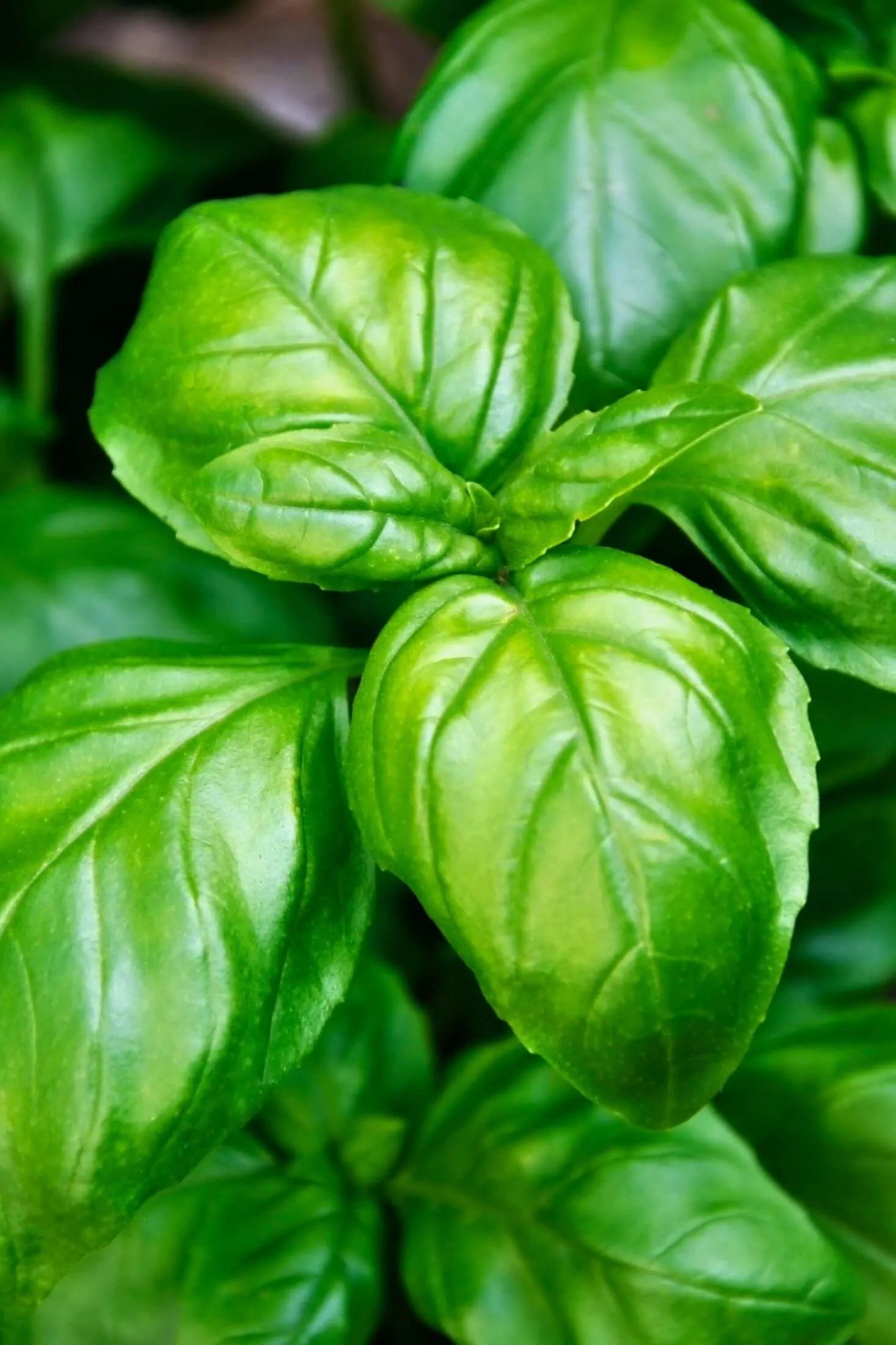 Basil plant. 