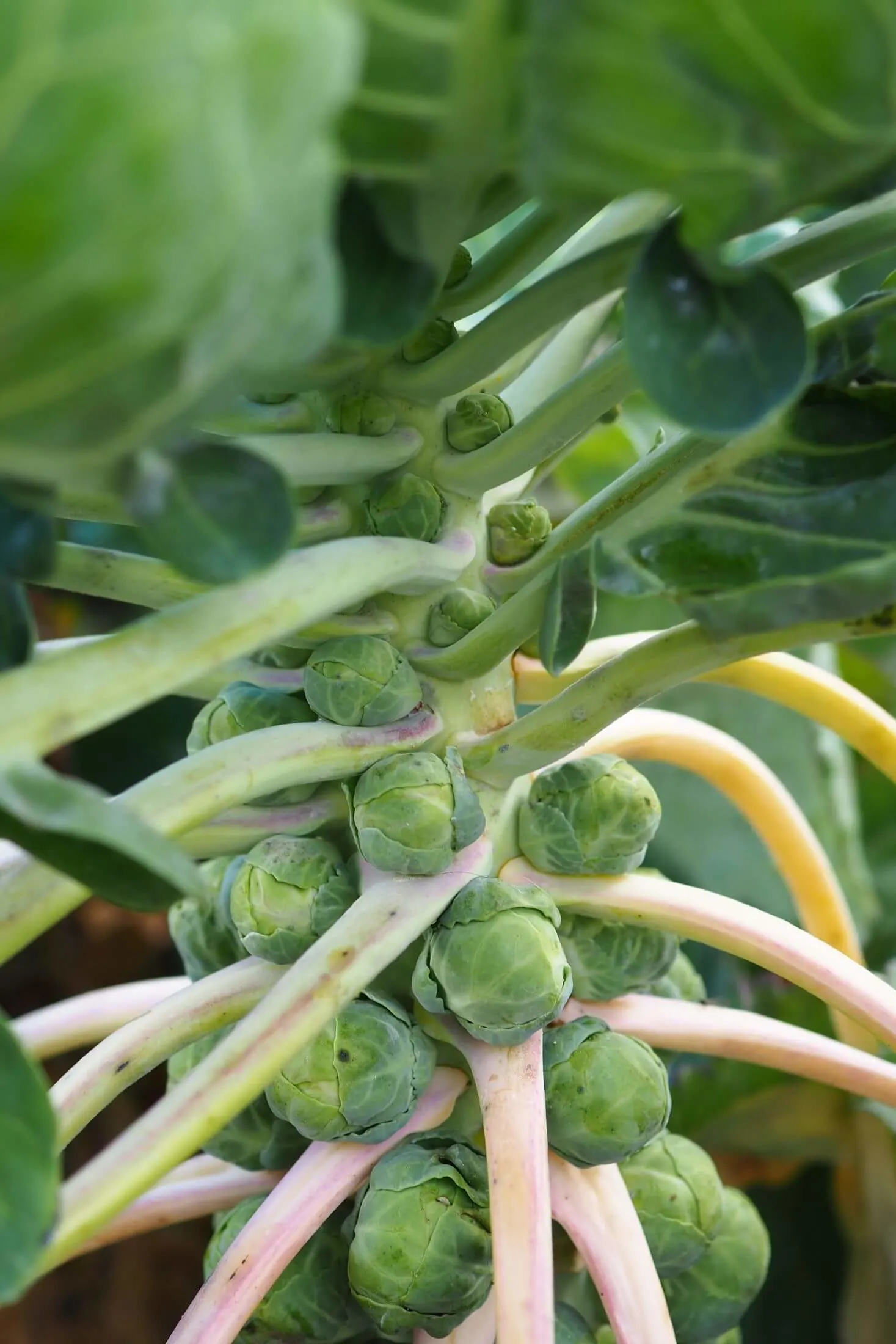 Brussels sprout plant. 