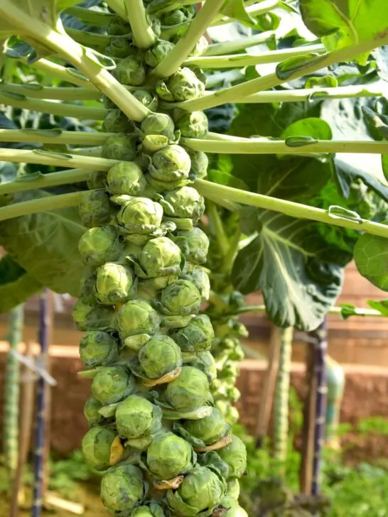 Tall brussels sprout stalk.