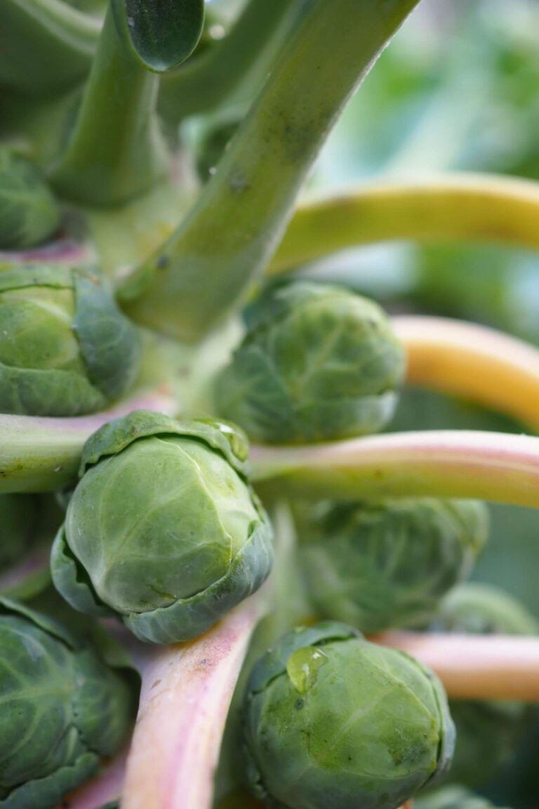 12 Great Brussels Sprouts Companion Plants + Which To Avoid! Boreal