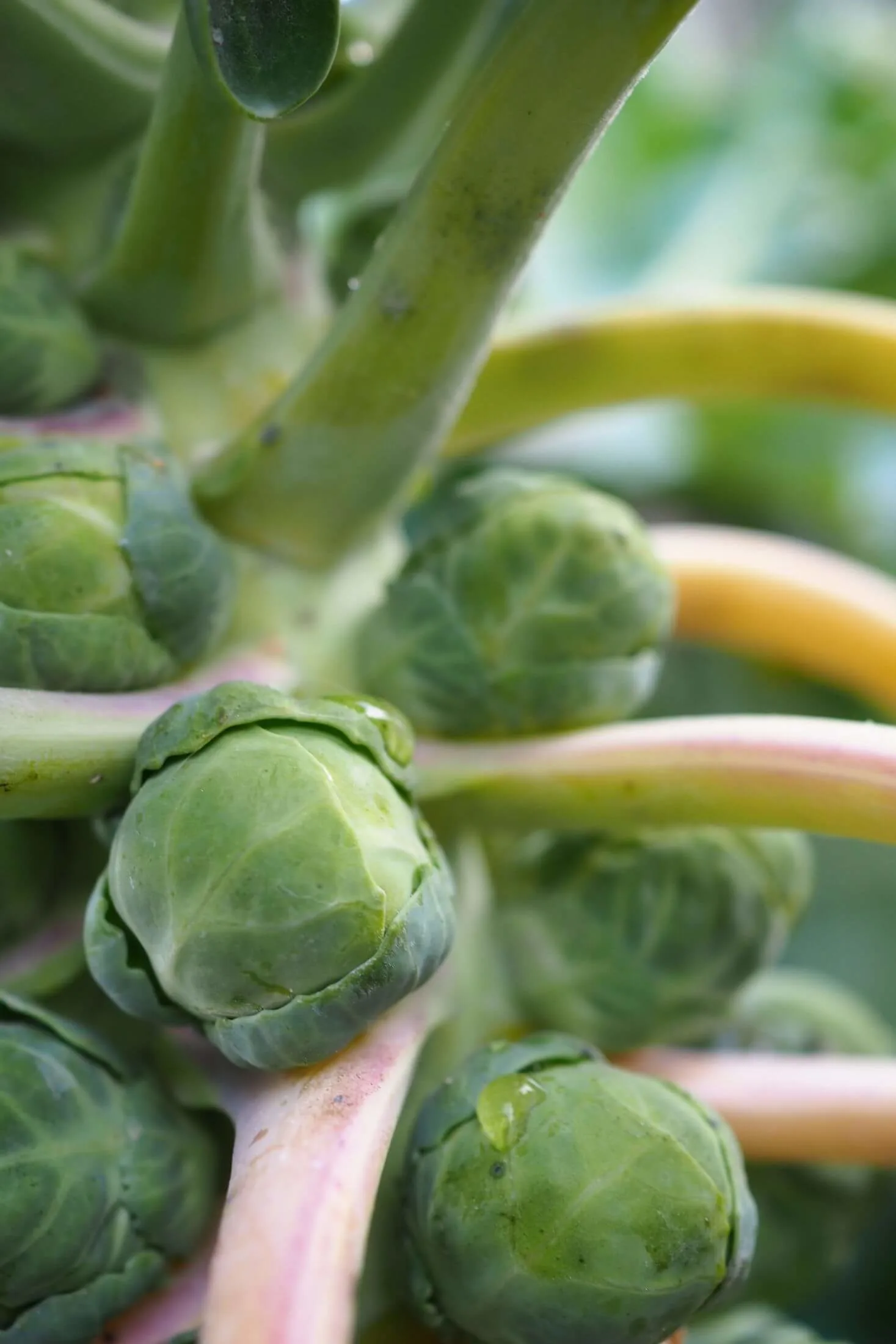 Brussels sprout attached to stalk. 