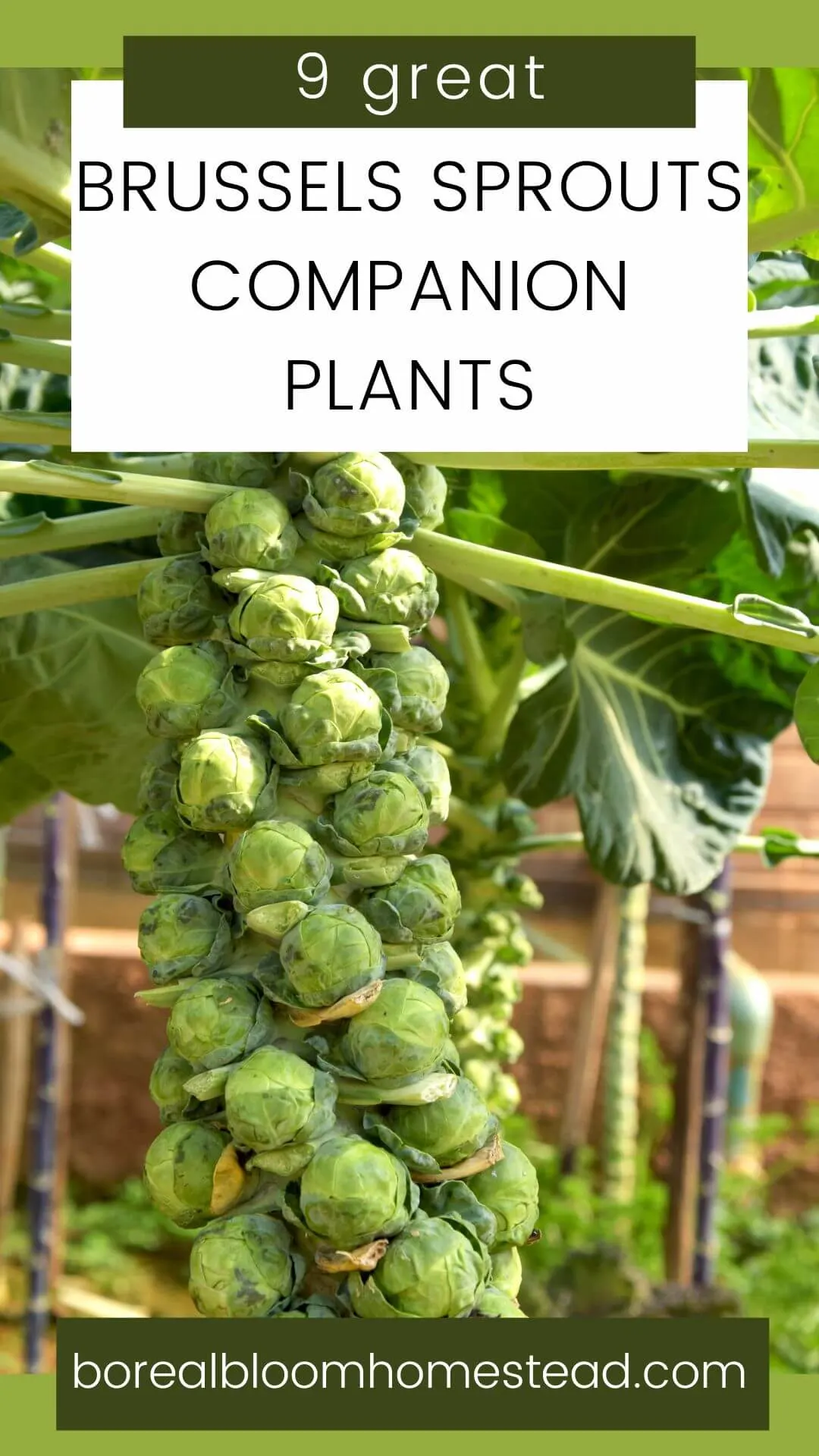 Brussels sprout plant with text overlay: 9 great brussels sprouts companion plants. 