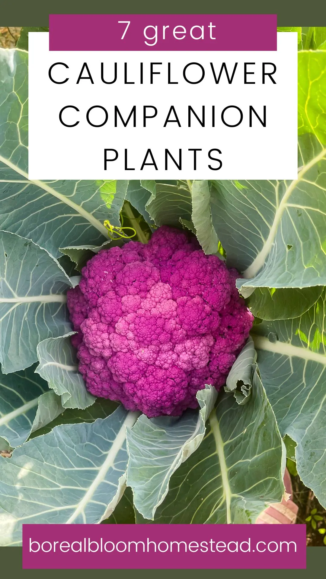 Cauliflower companion plants pinterest graphic. 