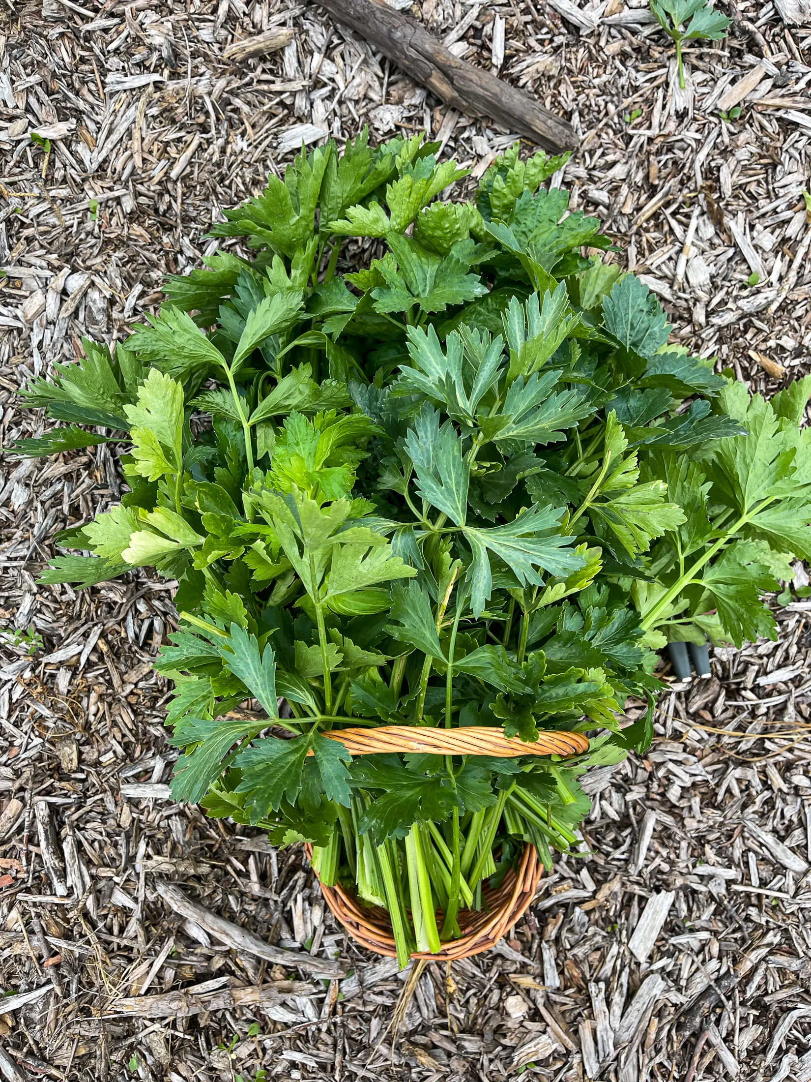 Basket overflowing with celery. 