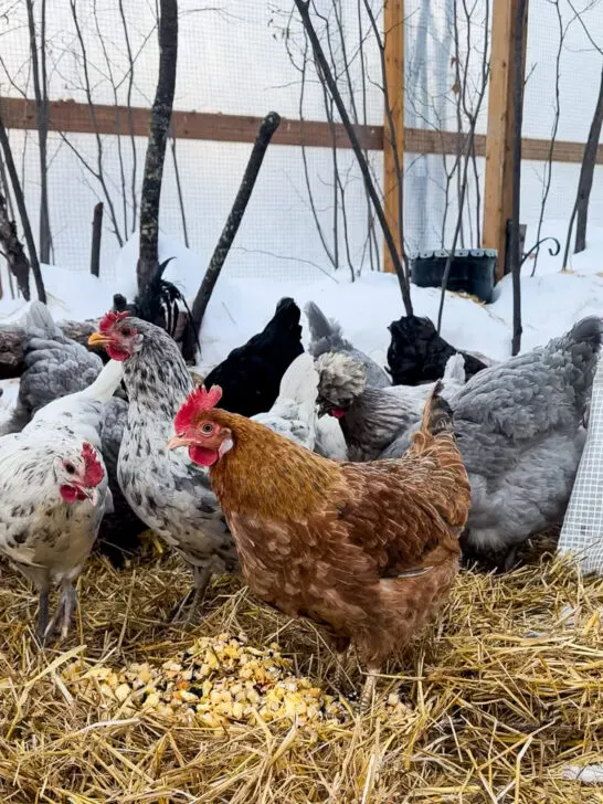 Chickens eating treats.
