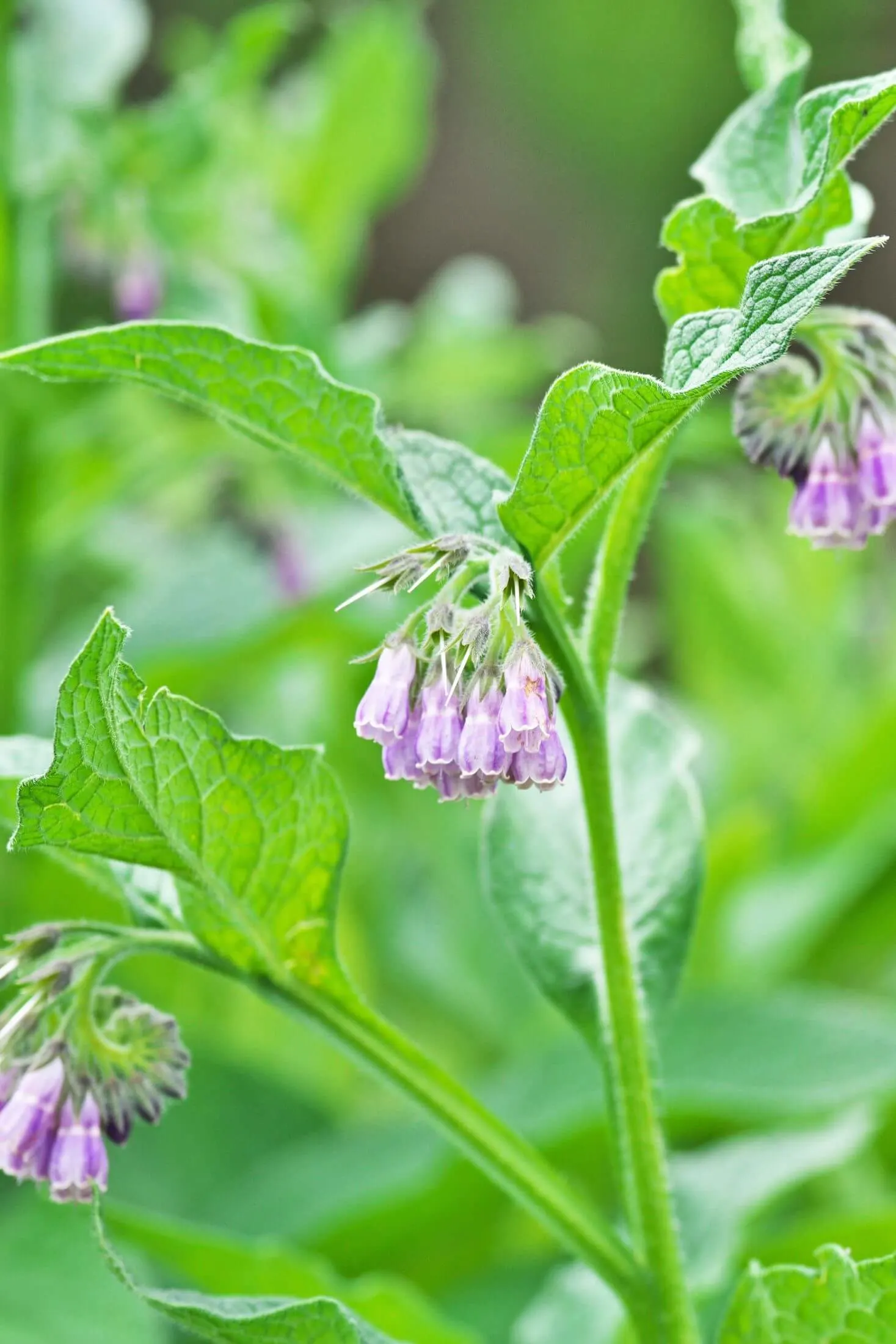 Comfrey flowers and leaves. 