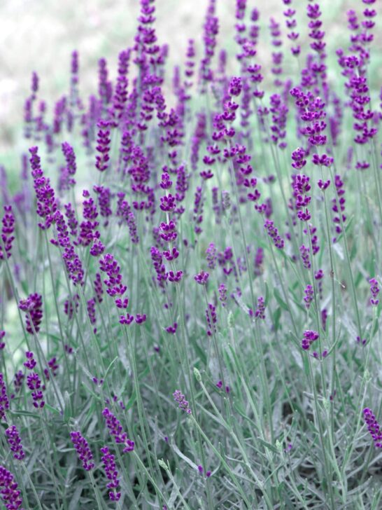 Lavender plants flowering.