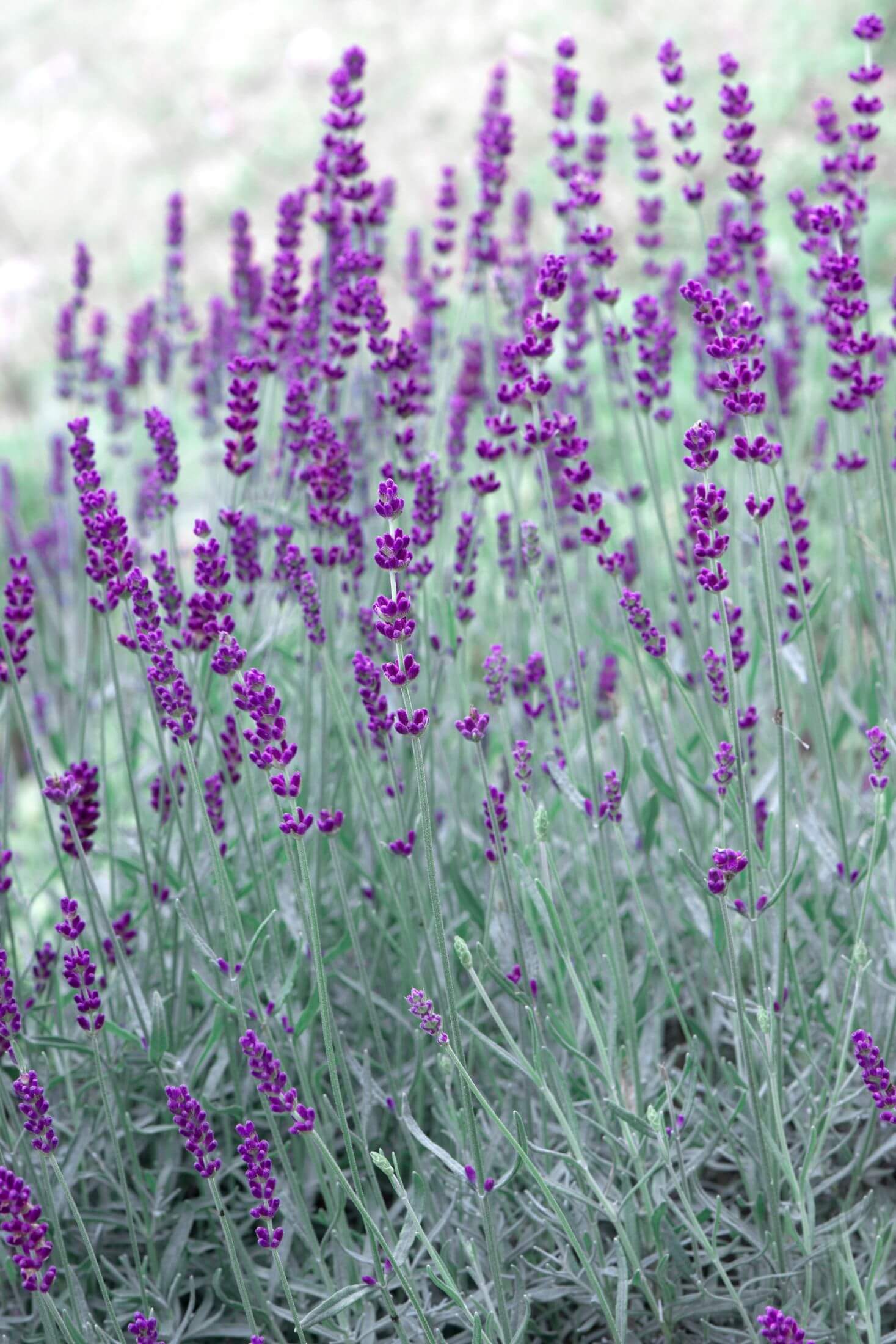 Lavender plants flowering. 