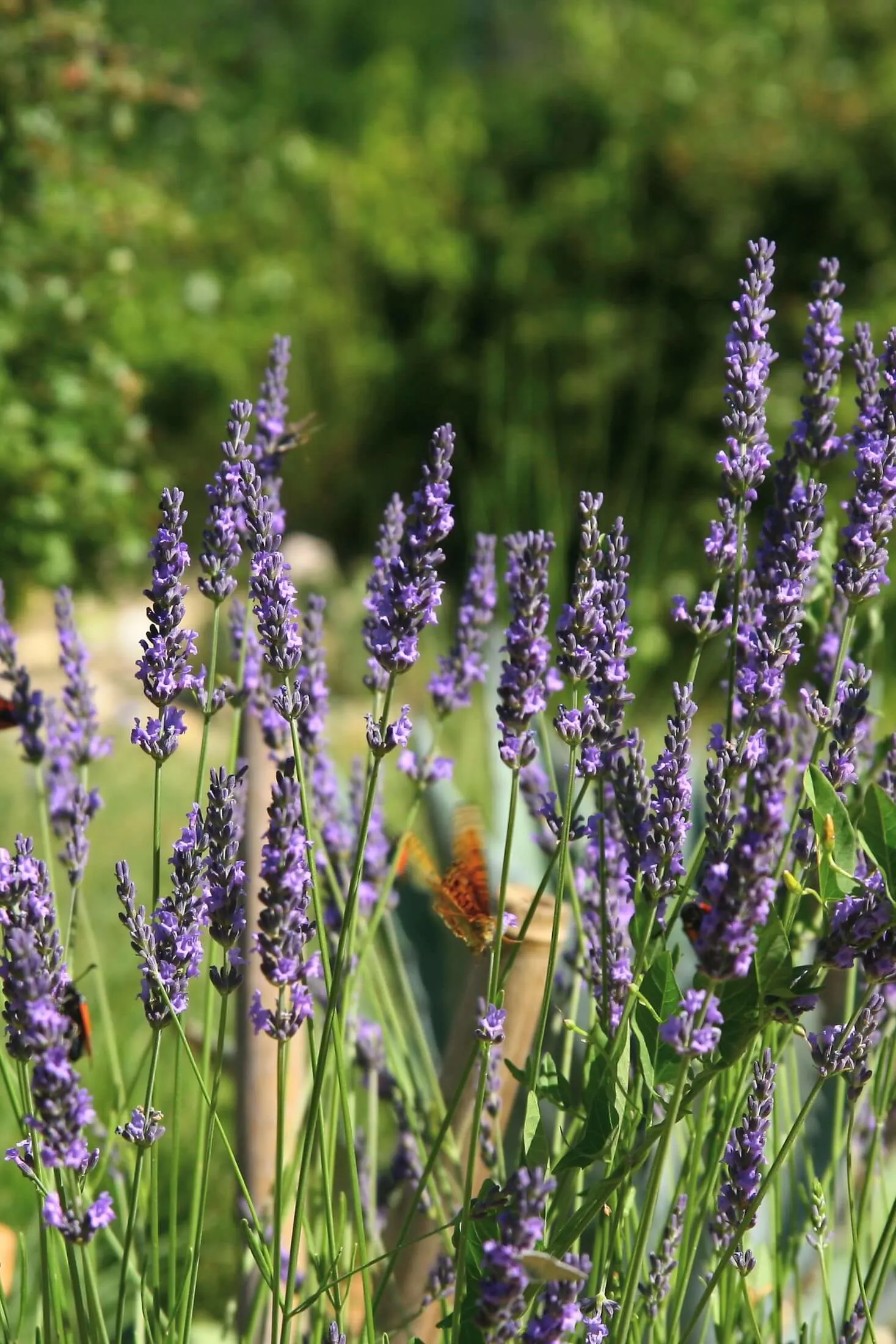 Lavender plants in bloom. 