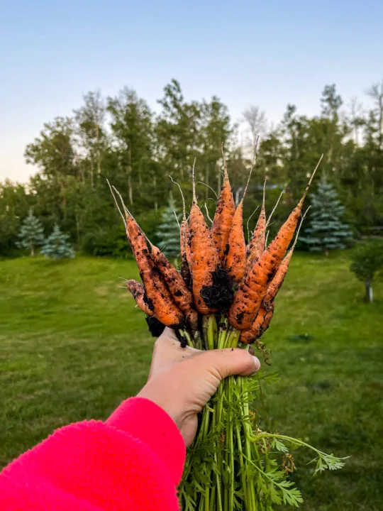 Woman holding a handful of carrots.