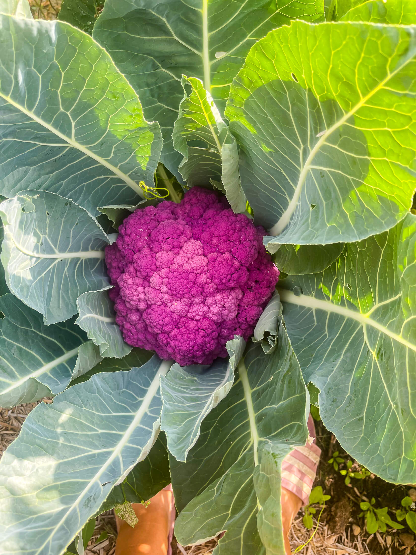 Large bright purple cauliflower. 