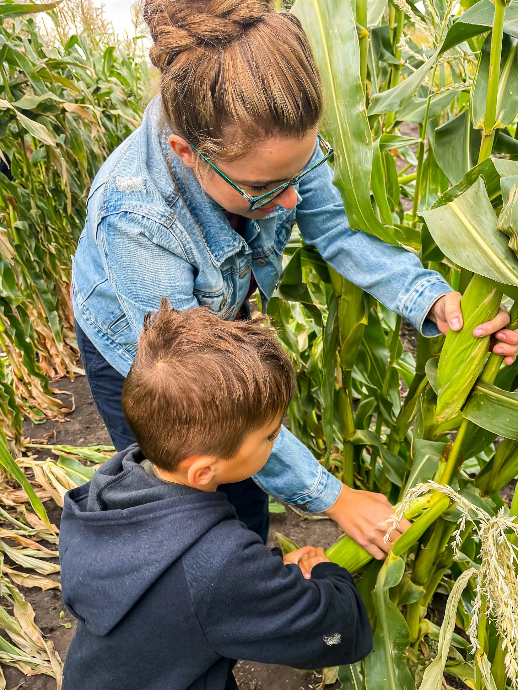 Woman and child harvesting corn. 