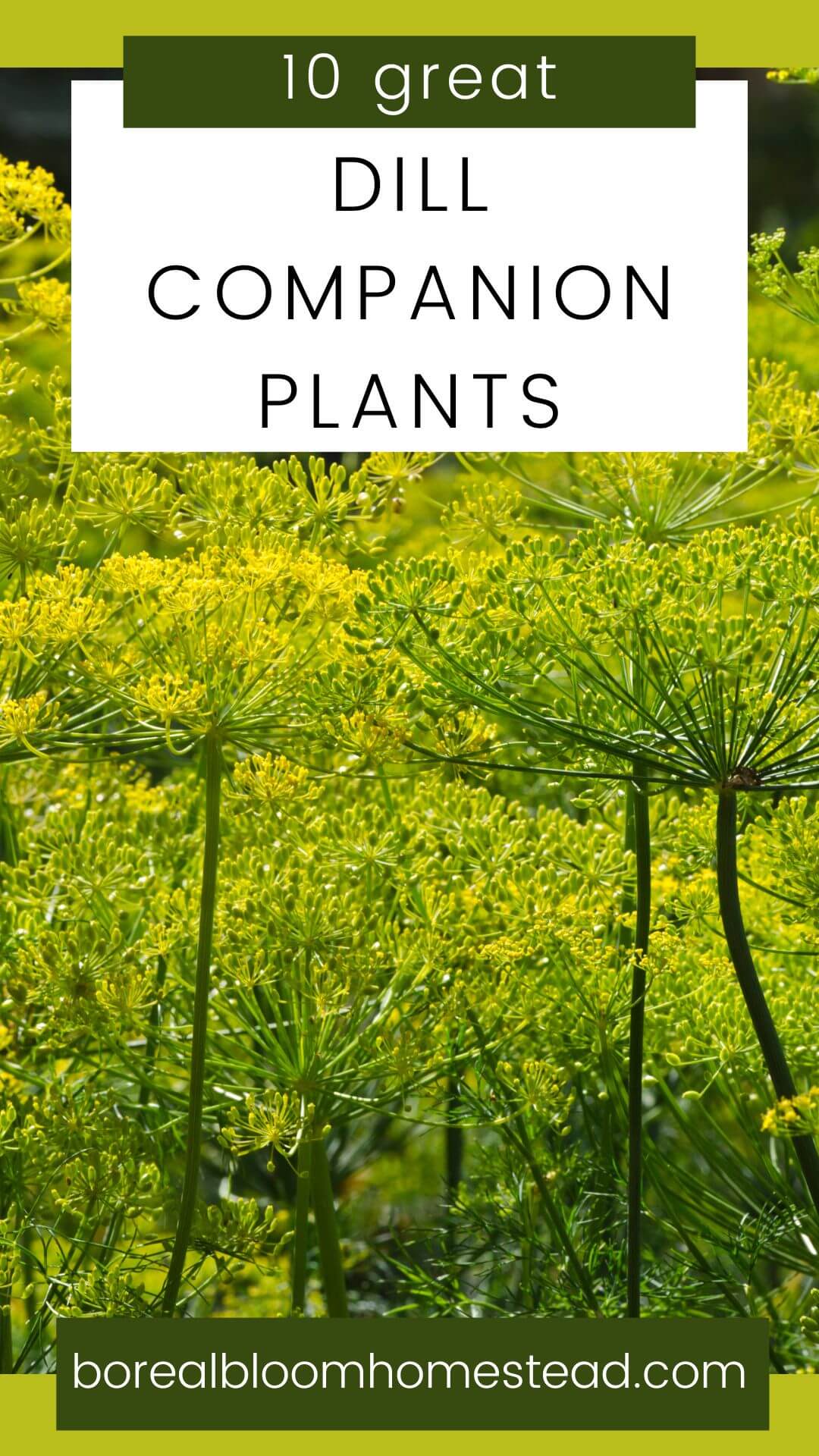 10 Great Dill companion plants pinterest graphic. 