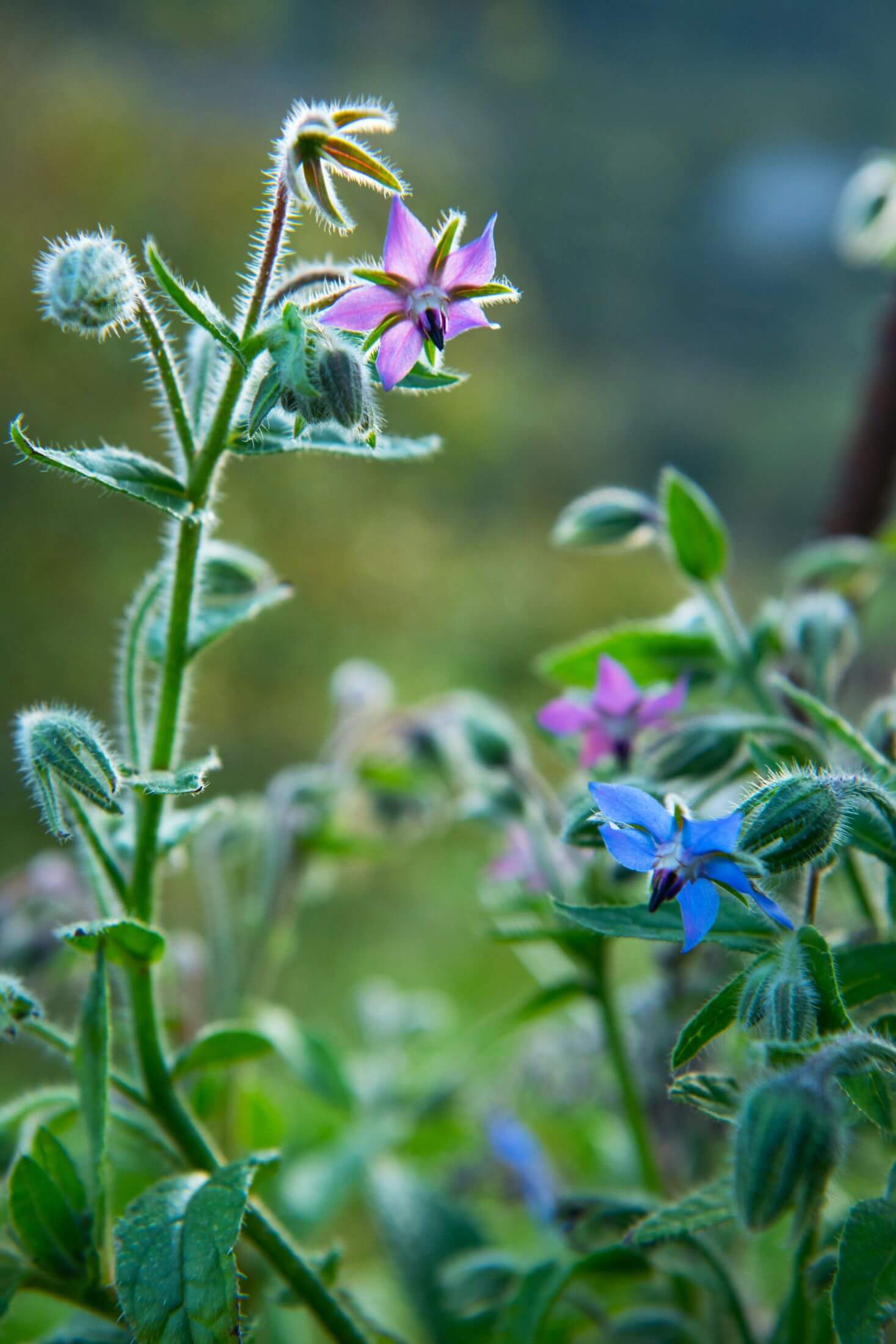 Image of Borage eggplant companion flower