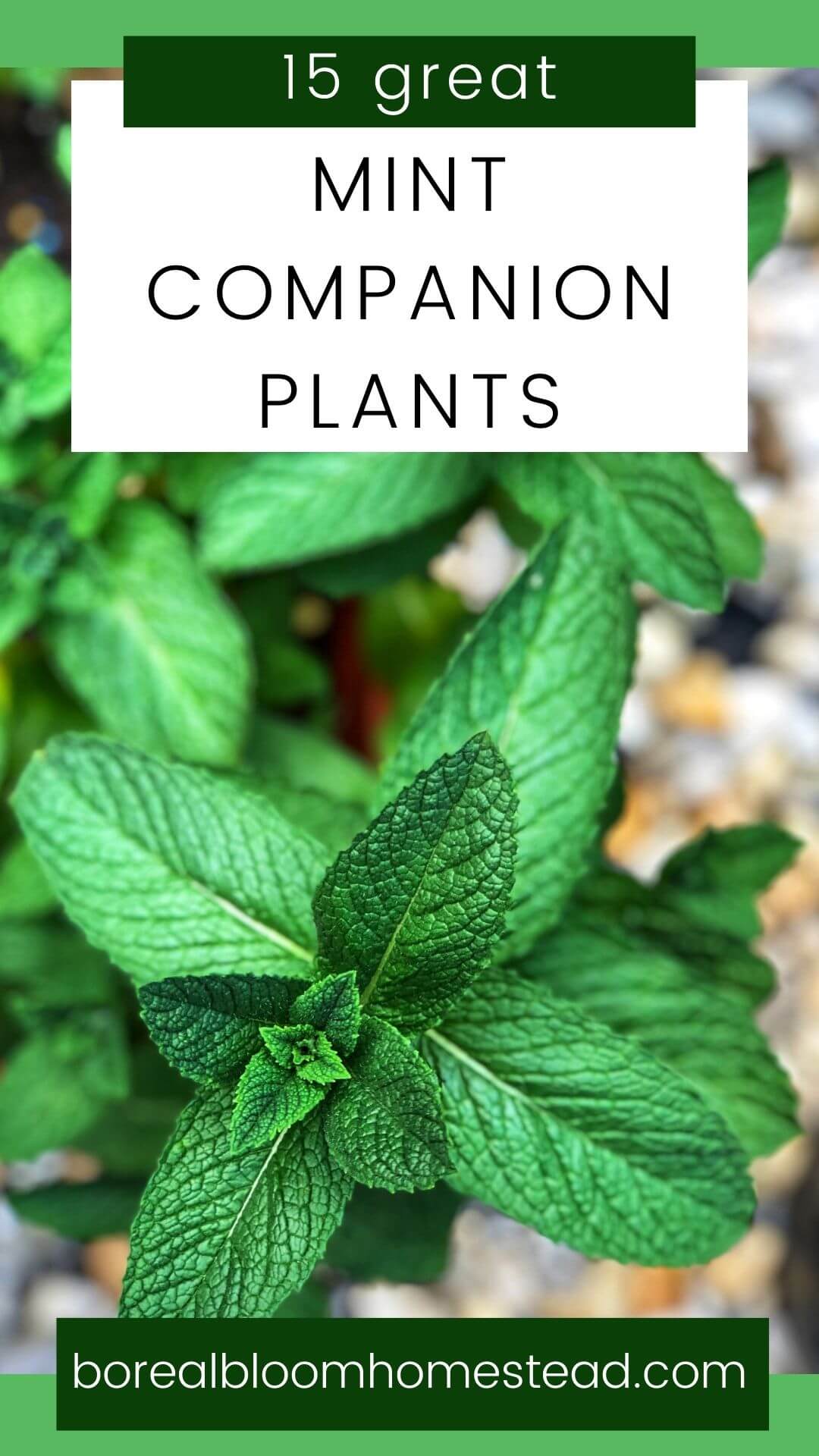15 great mint companion plants pinterest graphic. 