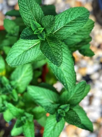 Overhead view of a mint plant.